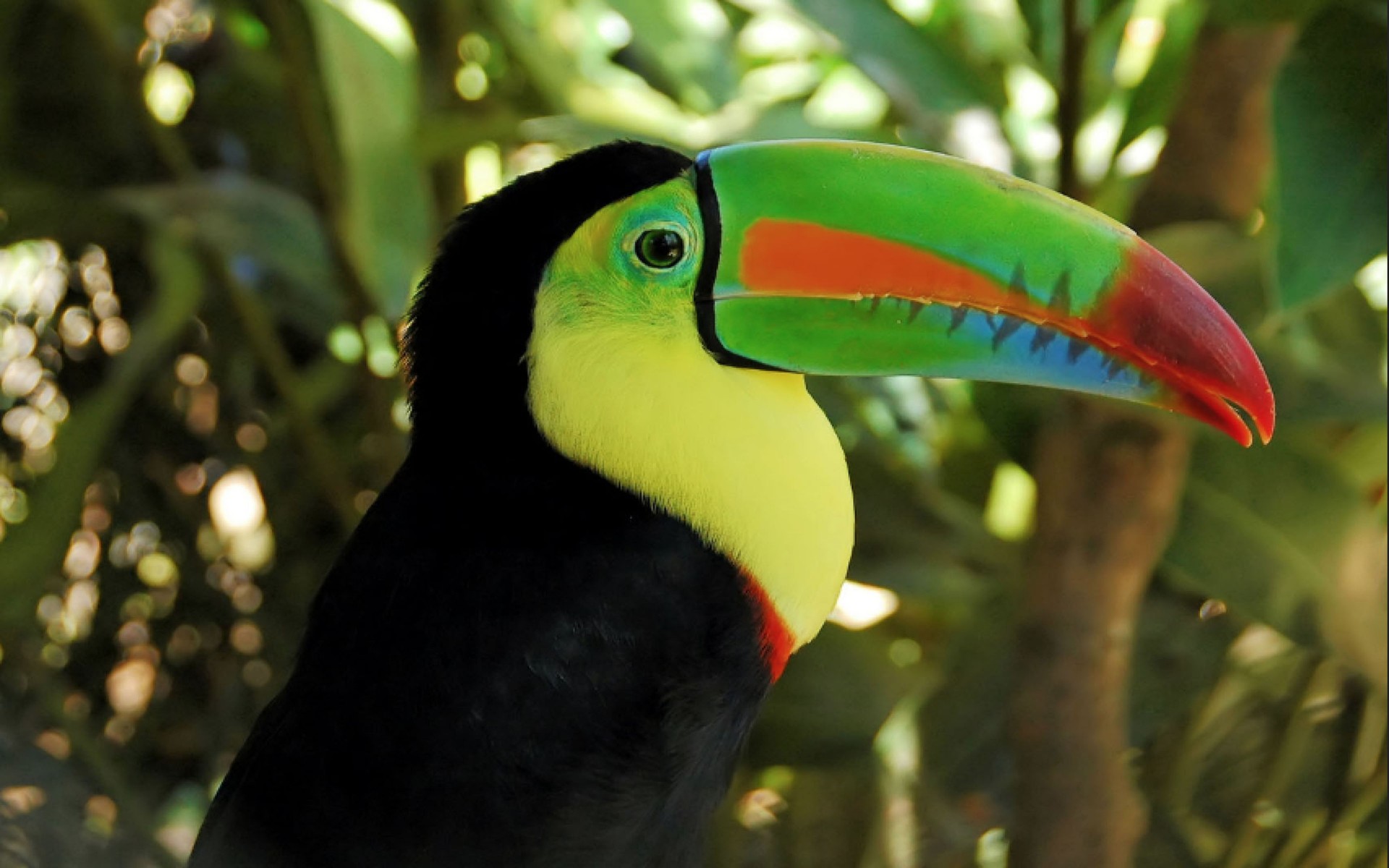 Free download wallpaper Birds, Bird, Colors, Animal, Colorful, Bokeh, Toucan on your PC desktop