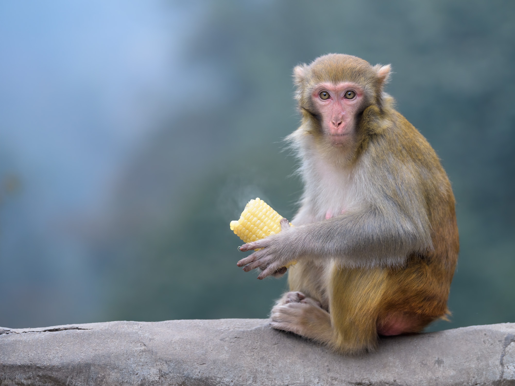 Download mobile wallpaper Monkey, Animal, Primate, Macaque, Rhesus Macaque for free.