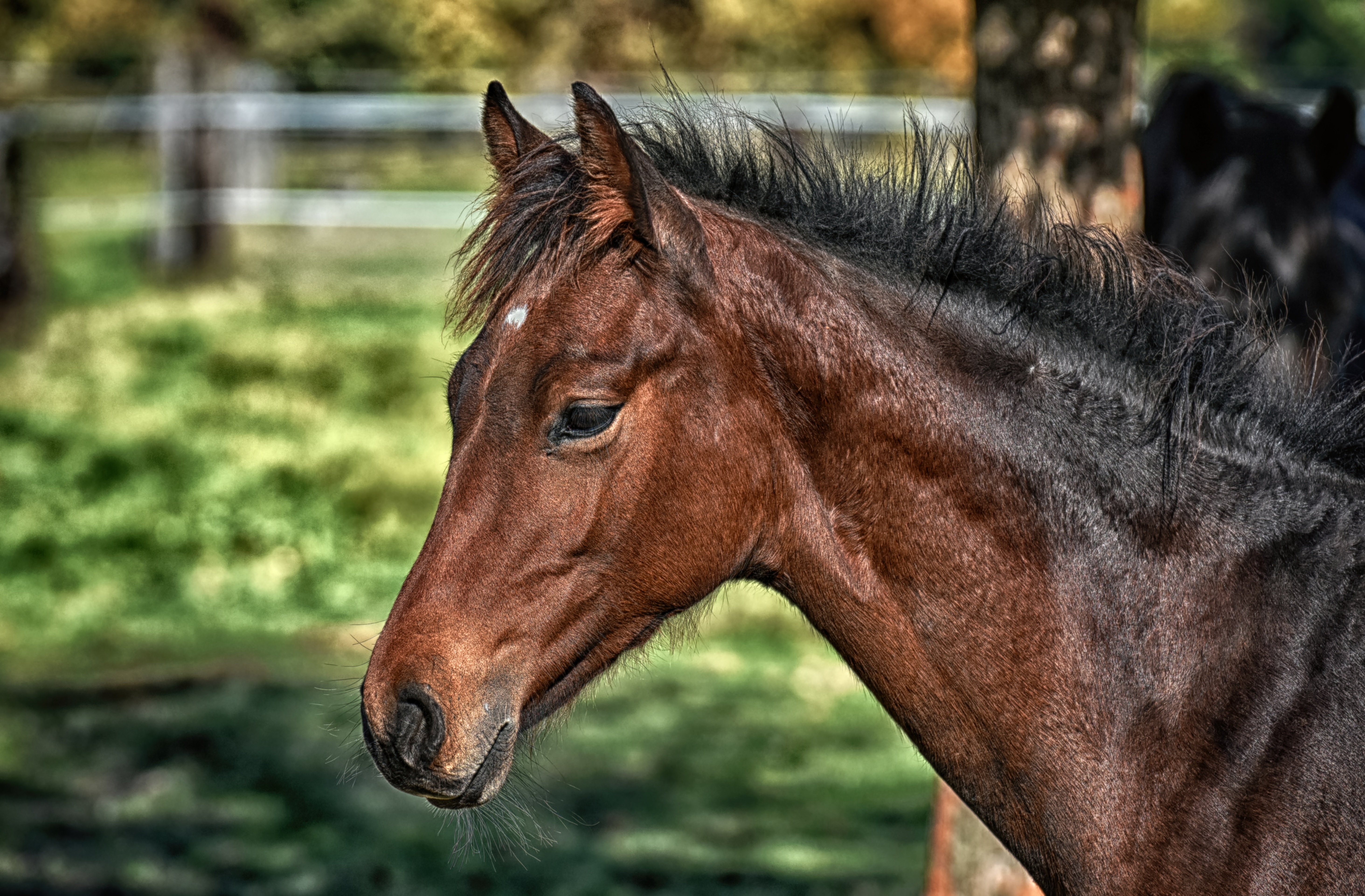 PCデスクトップに馬, 動物画像を無料でダウンロード