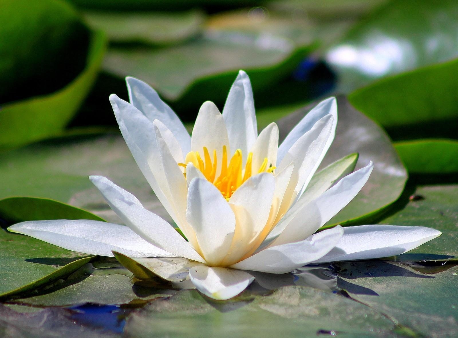 Free download wallpaper Flowers, Leaves, Greens, Water, Sunny, Water Lily on your PC desktop