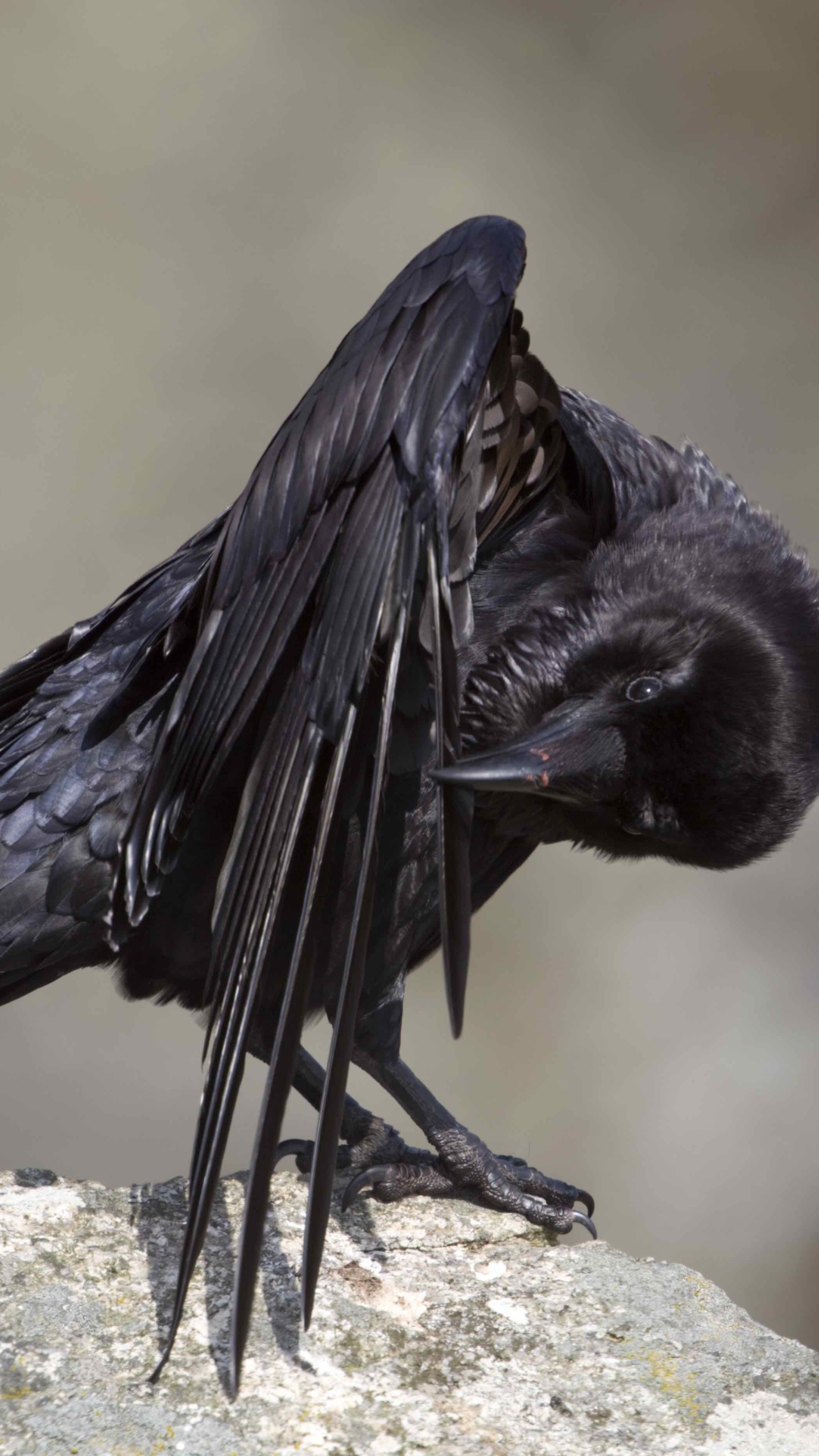 Téléchargez des papiers peints mobile Animaux, Corbeau, Des Oiseaux gratuitement.