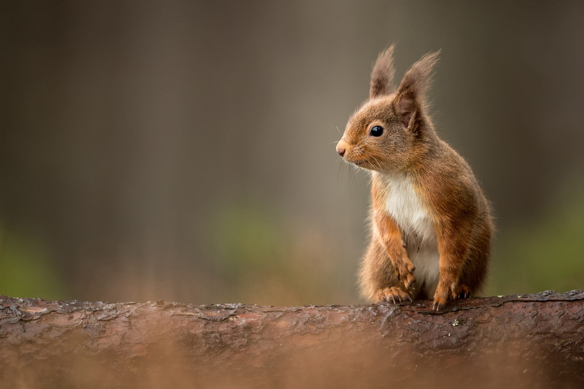 Free download wallpaper Squirrel, Animal, Rodent on your PC desktop