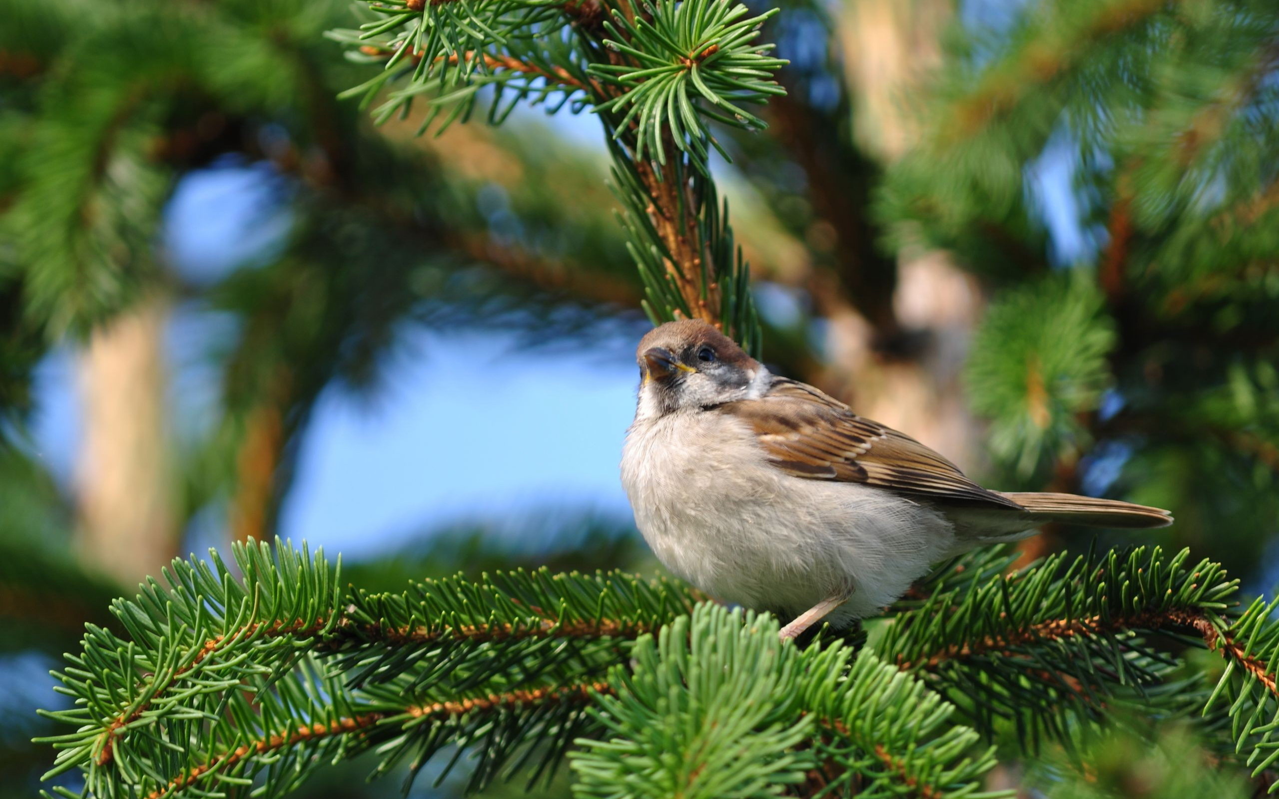 Laden Sie das Tiere, Vögel, Vogel-Bild kostenlos auf Ihren PC-Desktop herunter