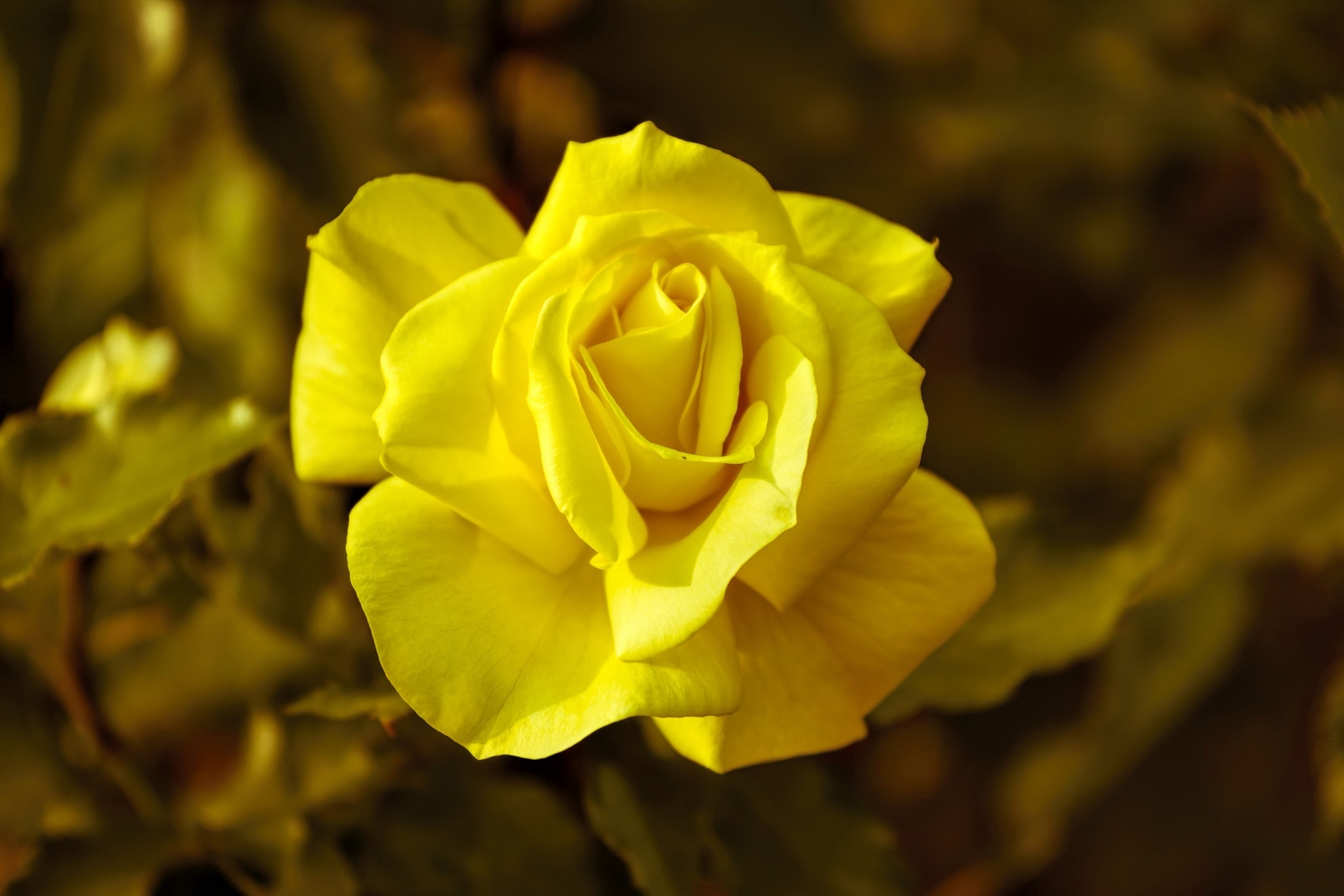 156628 завантажити картинку троянда, жовтий, макро, макрос, роза - шпалери і заставки безкоштовно