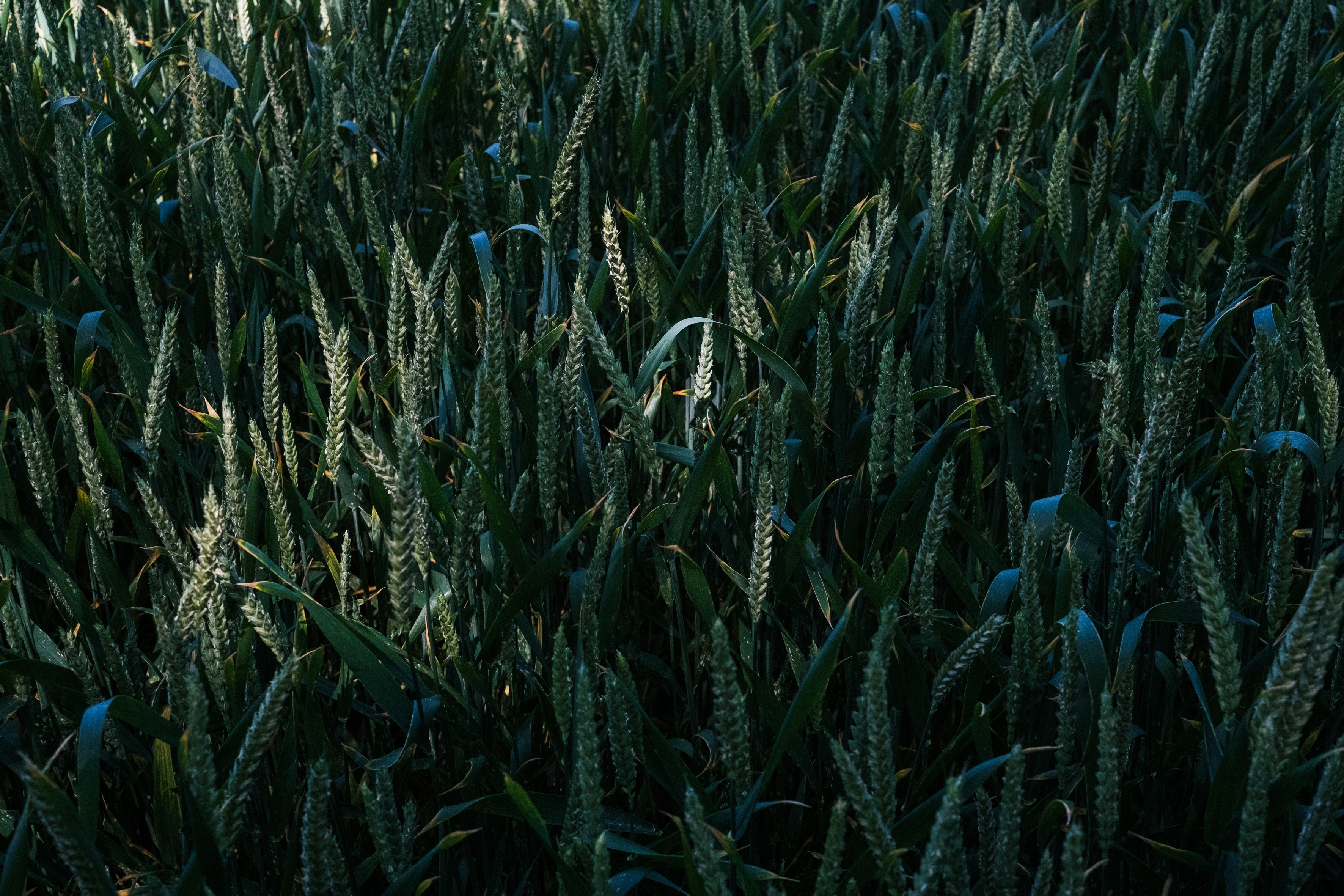 Free download wallpaper Grass, Ears, Glade, Spikes, Nature, Polyana on your PC desktop