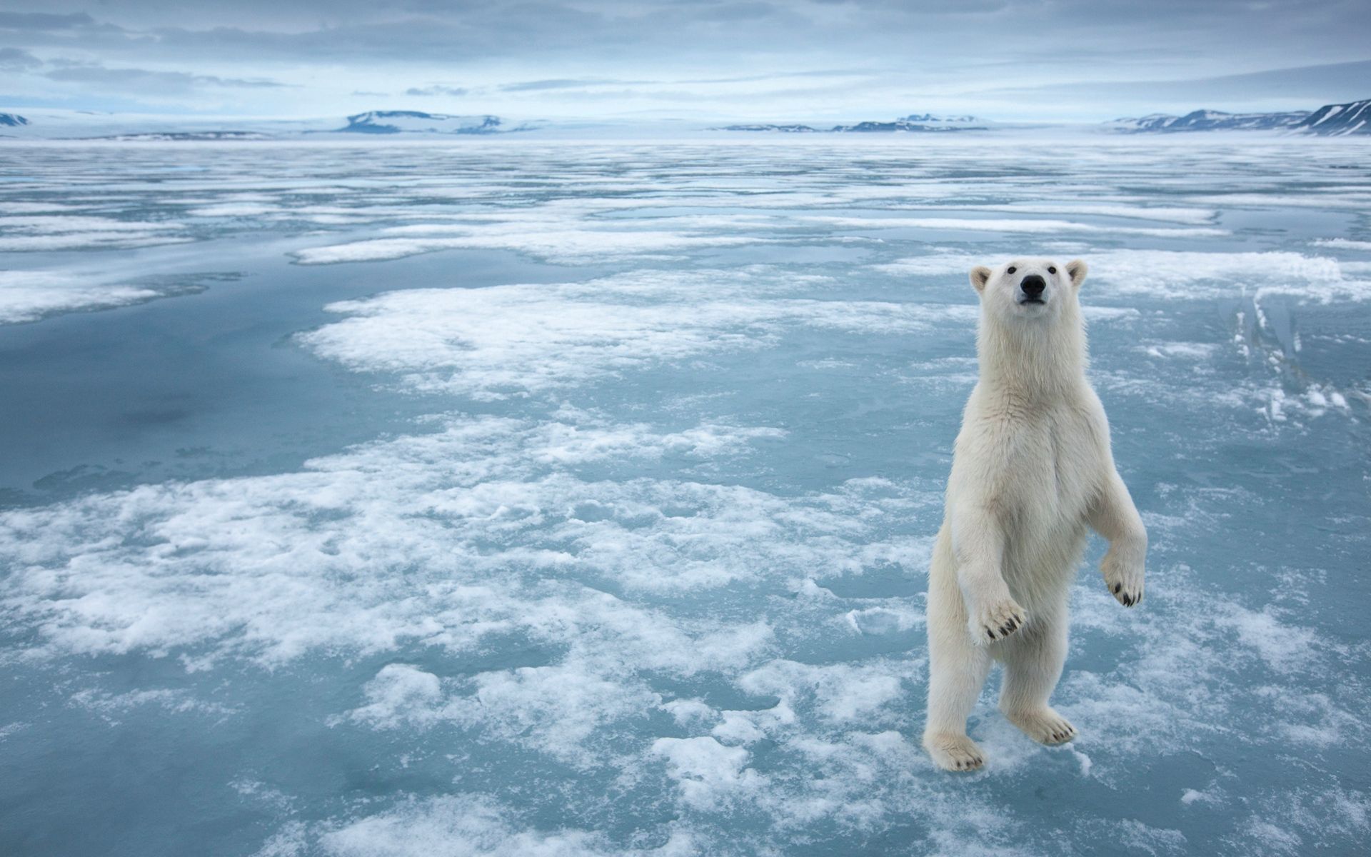 無料モバイル壁紙動物, 雪, 熊, 白い, 氷, くまをダウンロードします。