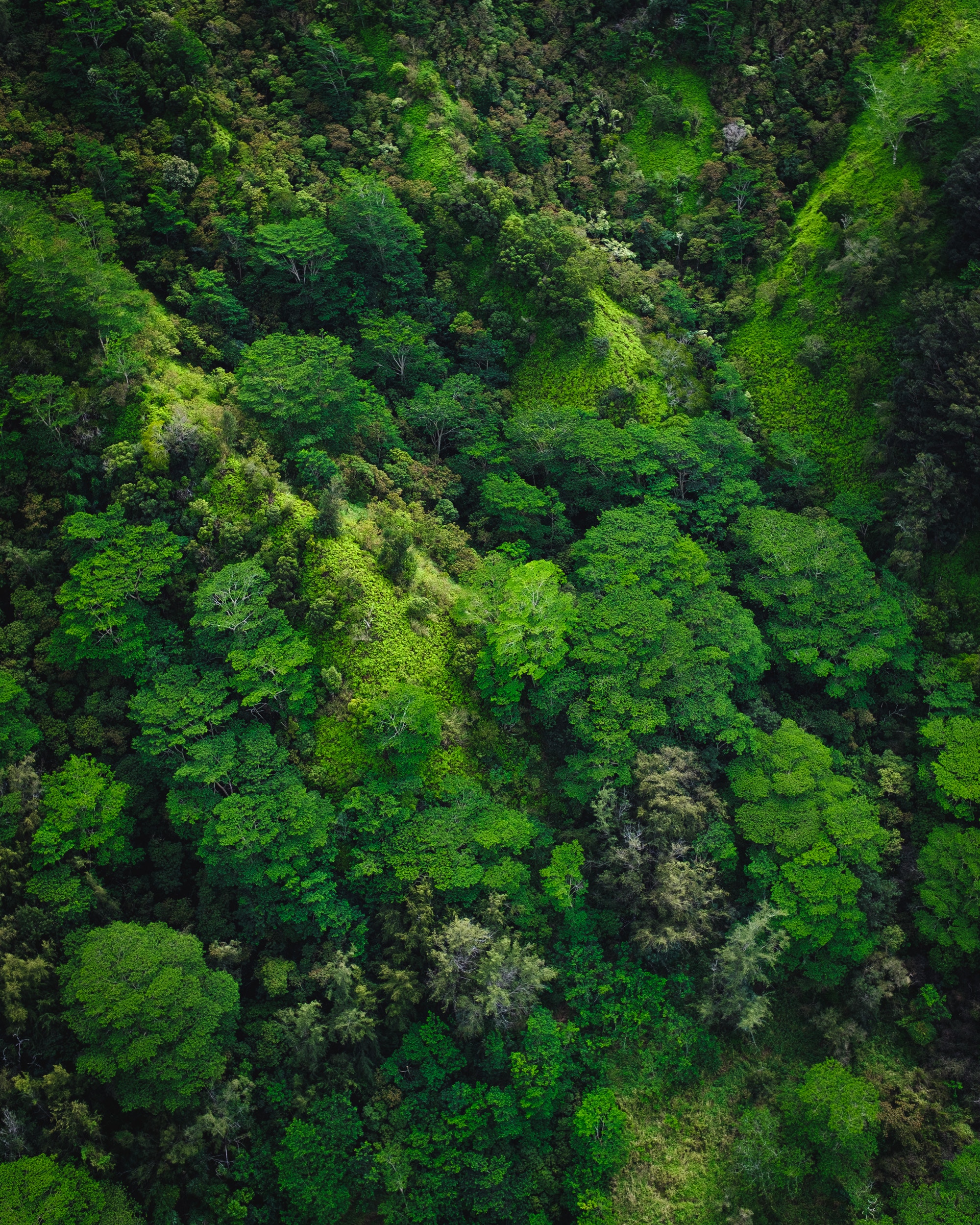 Download mobile wallpaper Forest, Trees, Nature, View From Above for free.
