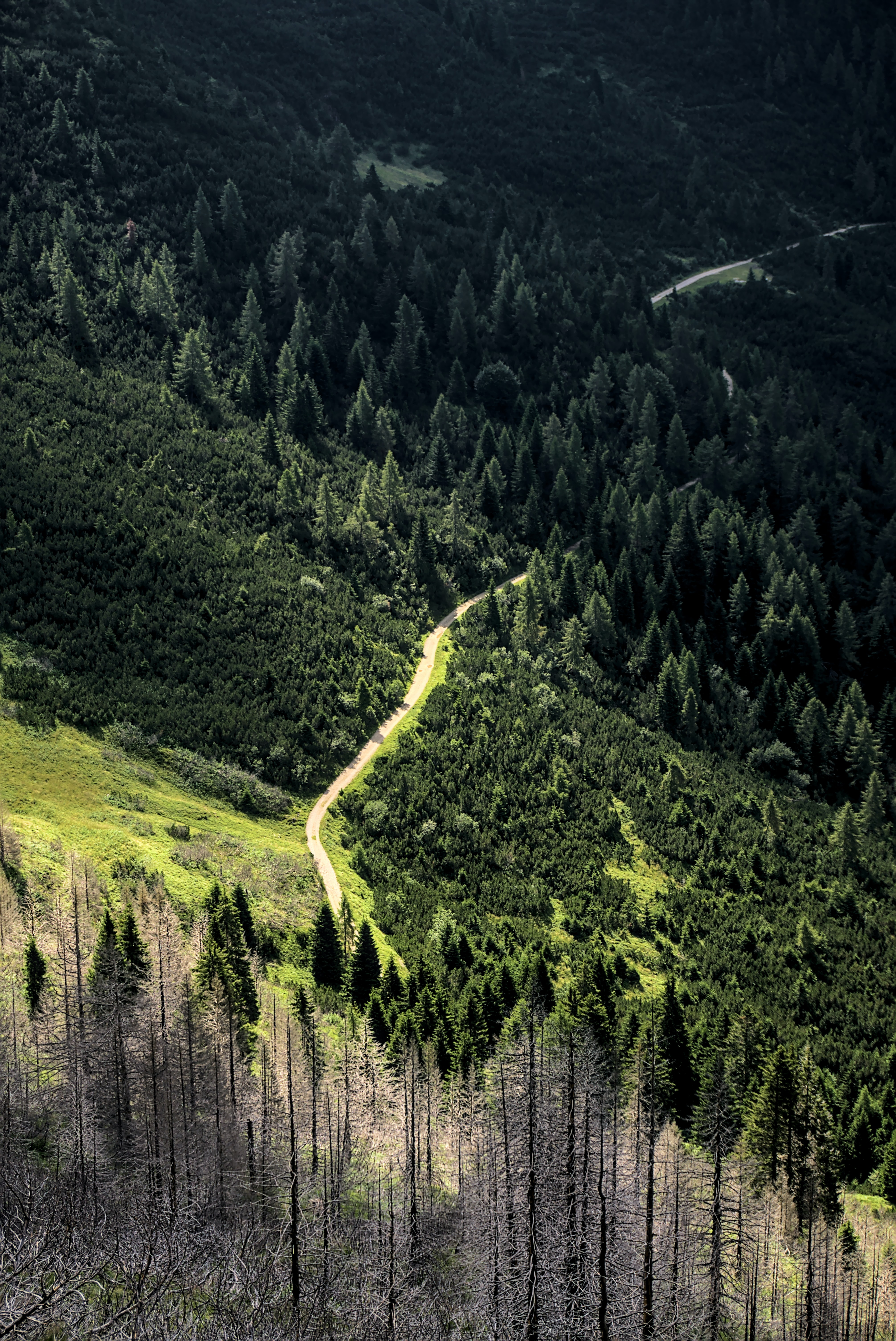 Free download wallpaper Nature, Trees, Forest, Slope, Winding, Sinuous, Road on your PC desktop