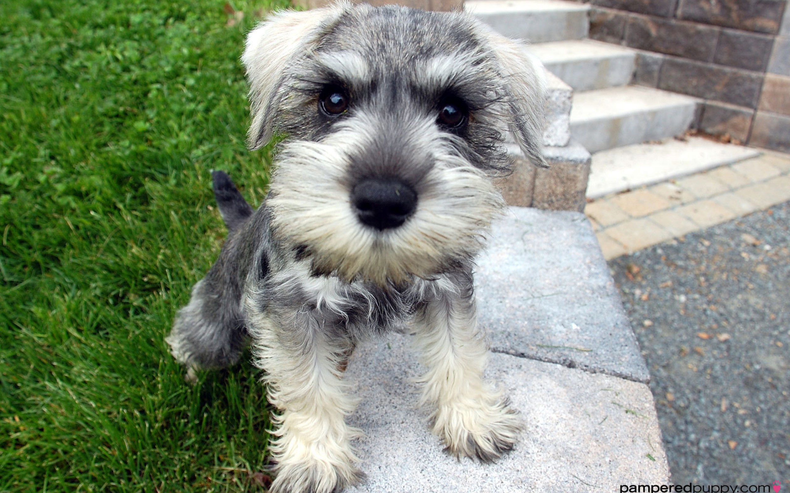 Download mobile wallpaper Schnauzer, Dogs, Animal for free.