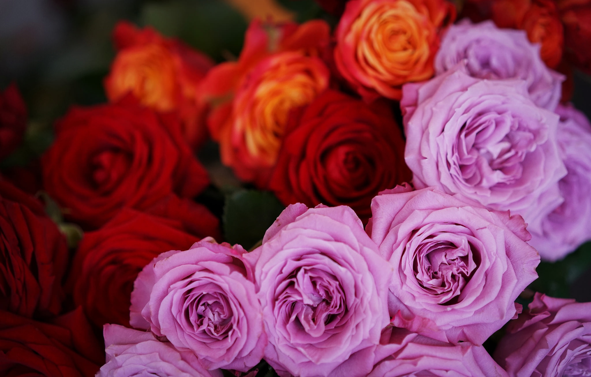 Скачати мобільні шпалери Природа, Квітка, Роза, Земля, Червона Квітка, Рожева Квітка, Флауерзи безкоштовно.