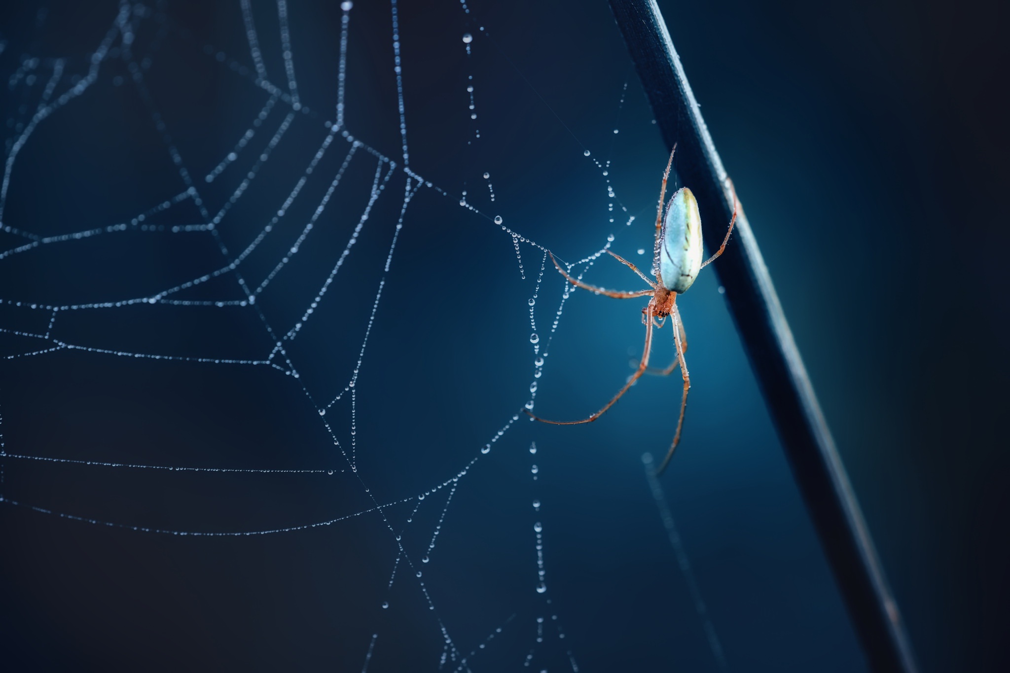 Free download wallpaper Spiders, Macro, Animal, Spider, Arachnid, Spider Web on your PC desktop
