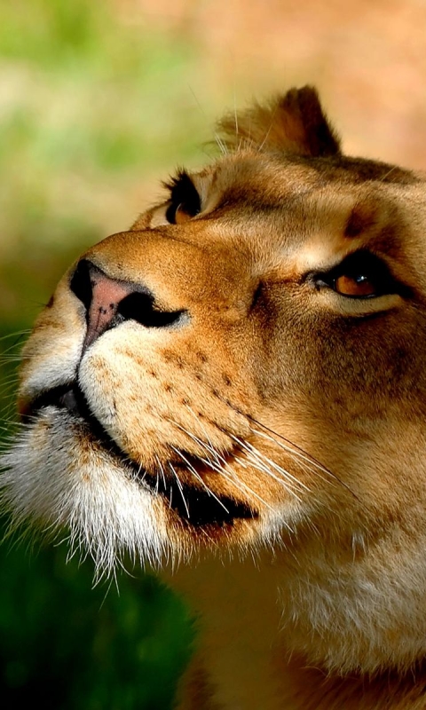 1105917 descargar fondo de pantalla animales, león, cara, leona, gatos: protectores de pantalla e imágenes gratis