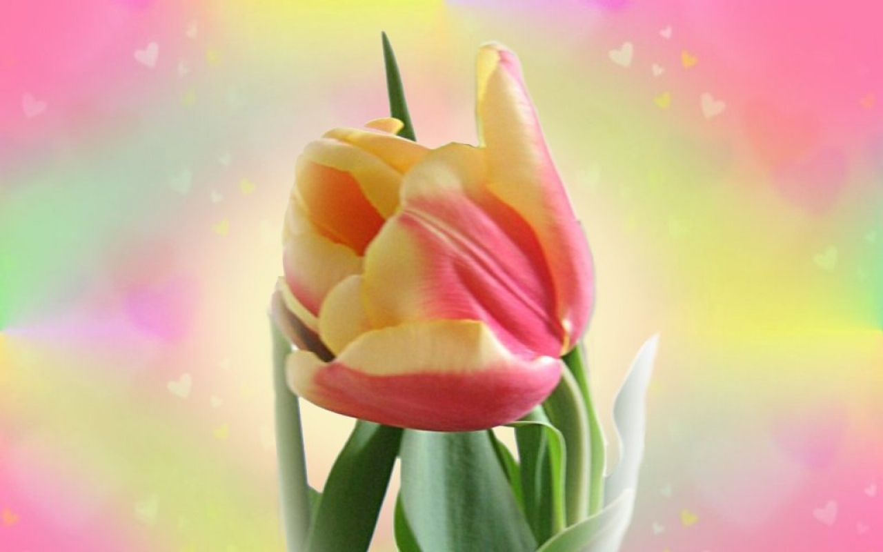 Download mobile wallpaper Earth, Tulip for free.