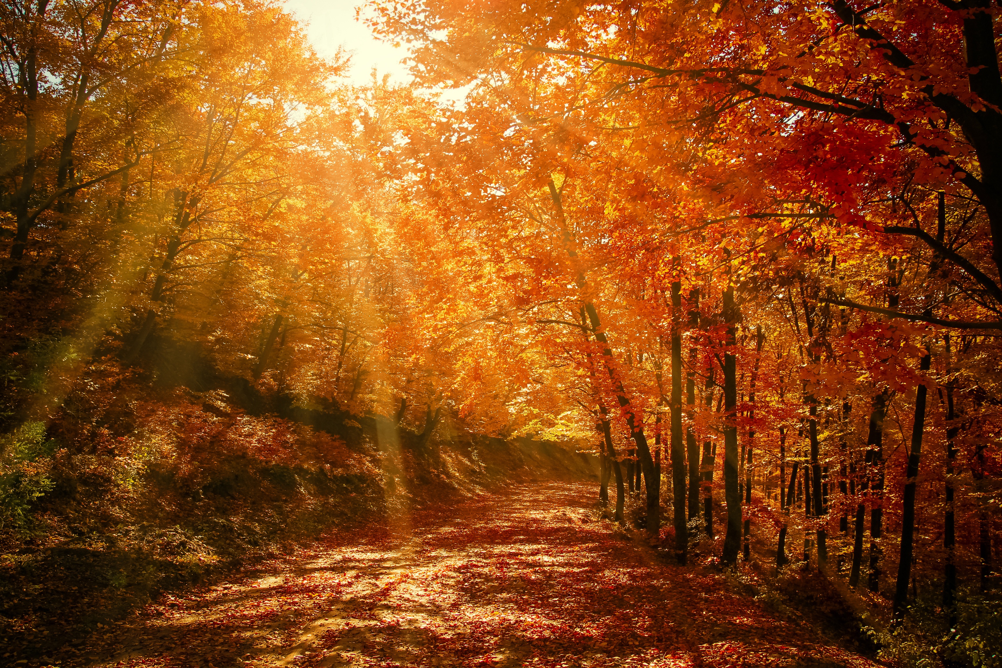autumn, sunlight, nature, forest, park, foliage Full HD