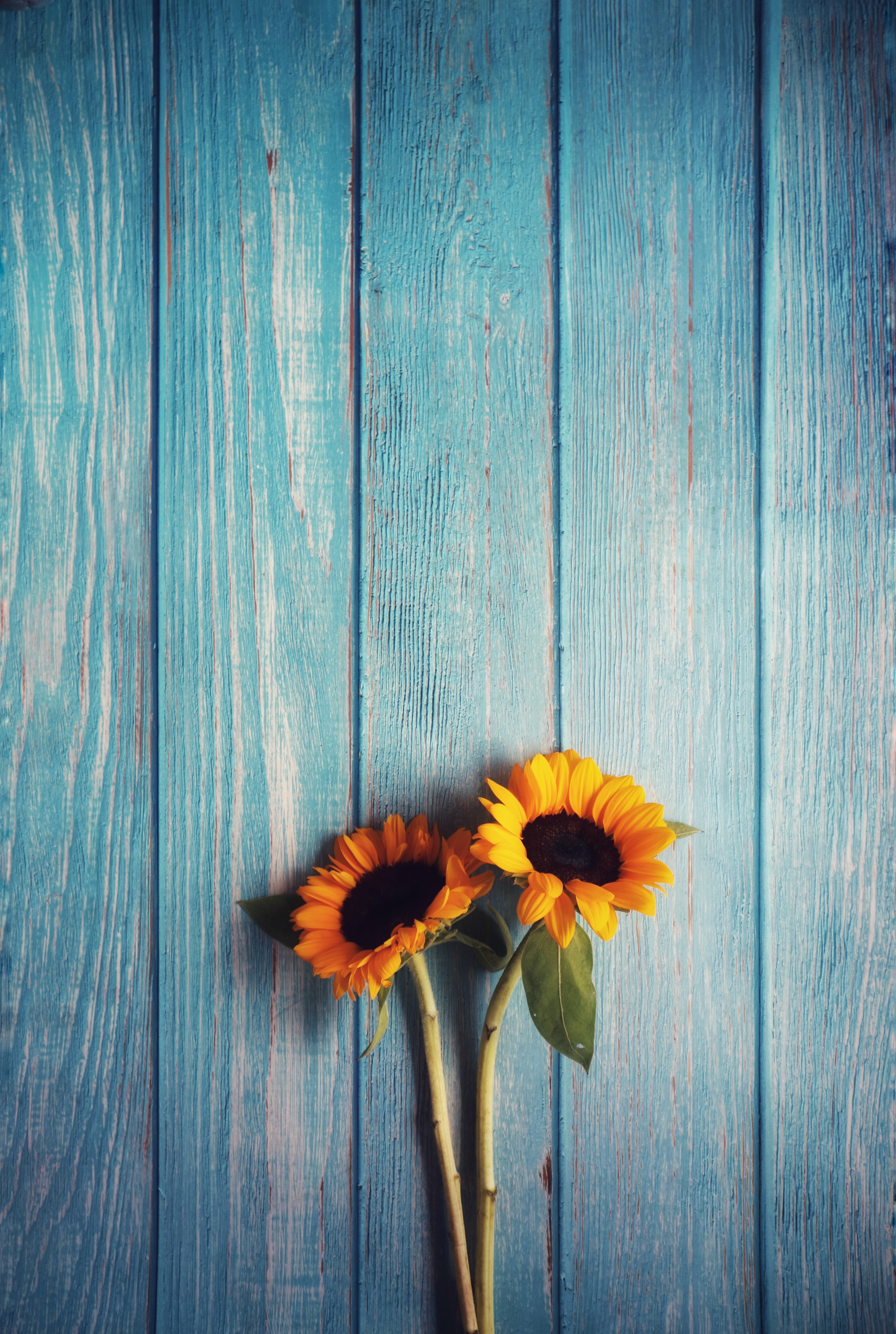 sunflowers, texture, flowers, wood, wooden