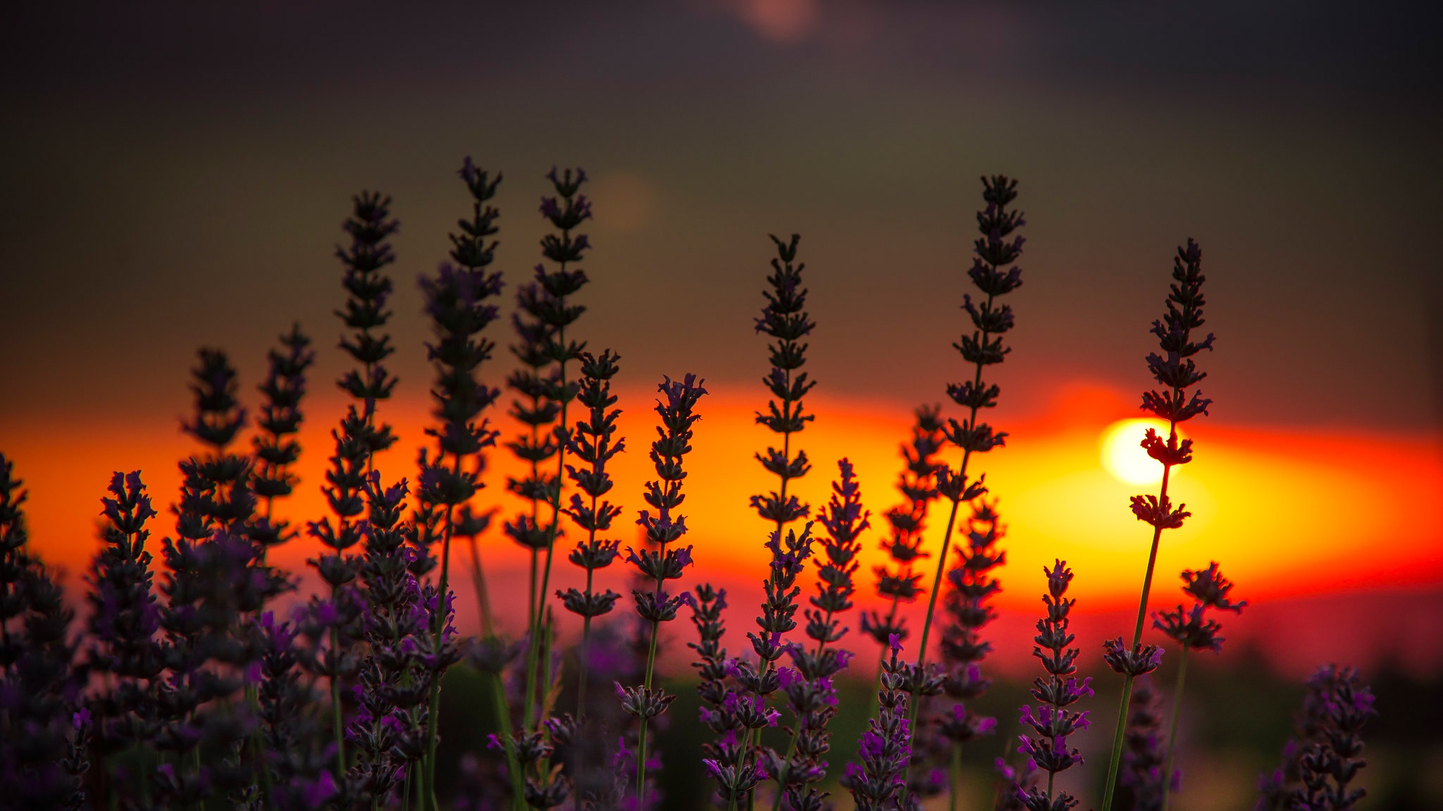 Free download wallpaper Nature, Flowers, Sunset, Flower, Earth, Lavender, Depth Of Field on your PC desktop