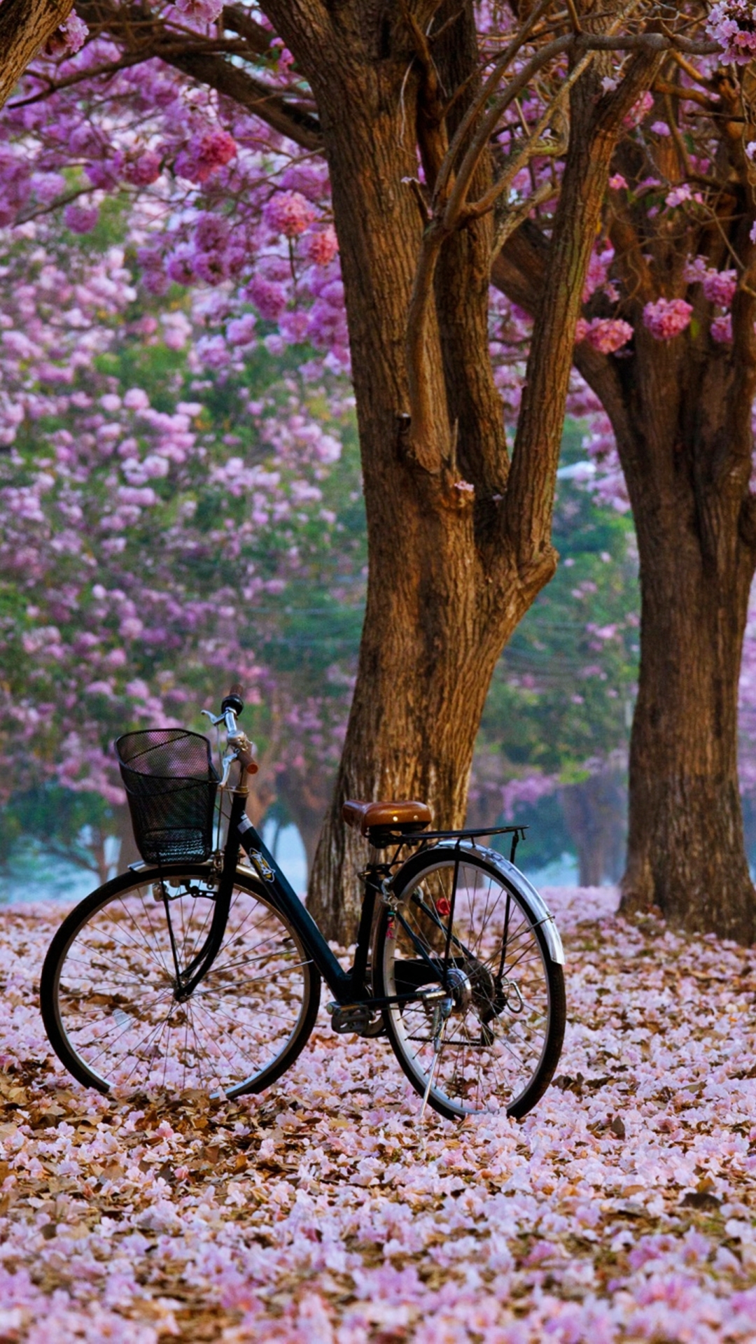 Download mobile wallpaper Nature, Flower, Park, Tree, Spring, Bicycle, Vehicles for free.