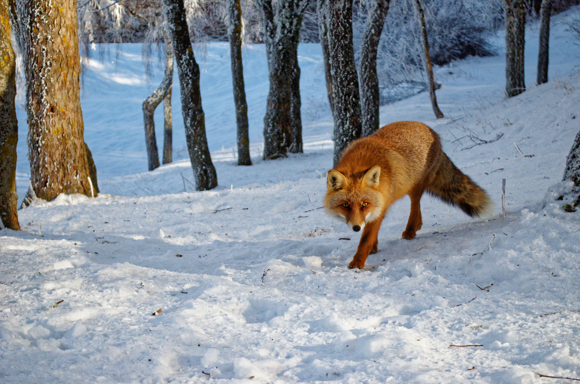 無料モバイル壁紙動物, 冬, 雪, 狐をダウンロードします。