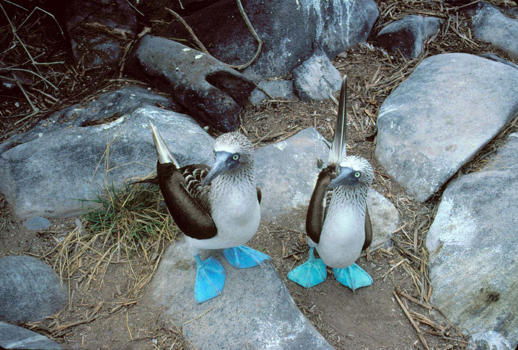 blue footed booby, animal, bird, birds