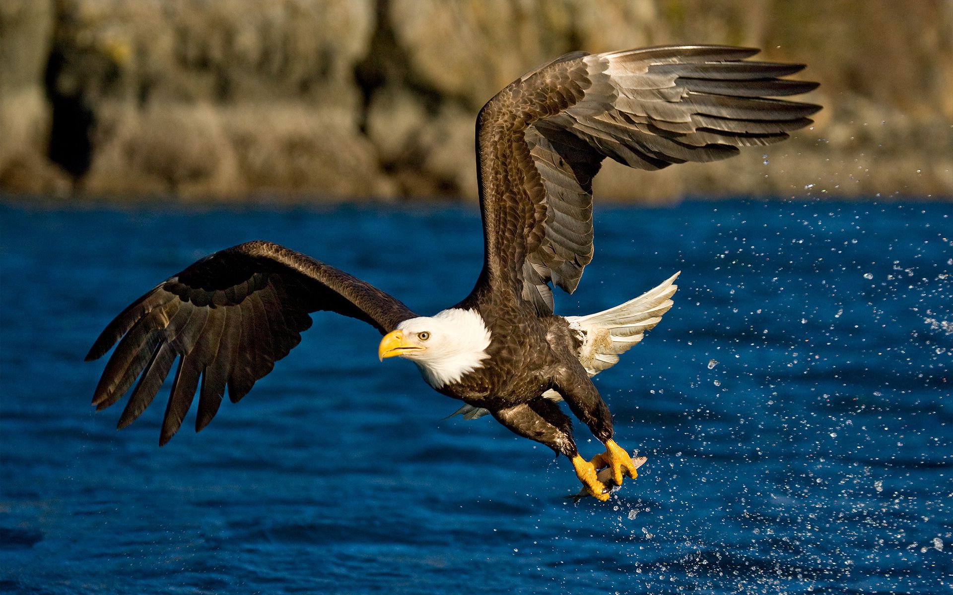 80330 скачать обои орел, крылья, животные, полет, вода, птица, брызги - заставки и картинки бесплатно