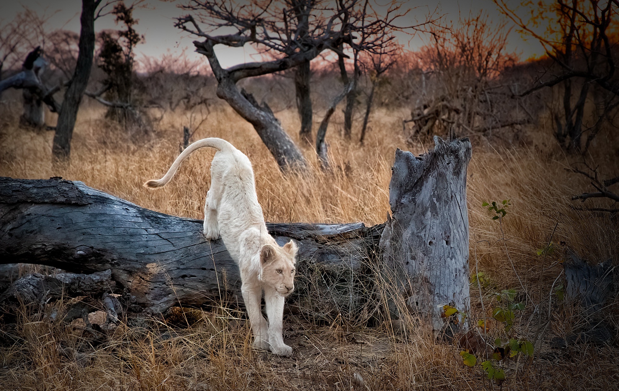 Download mobile wallpaper Cats, Lion, Animal for free.