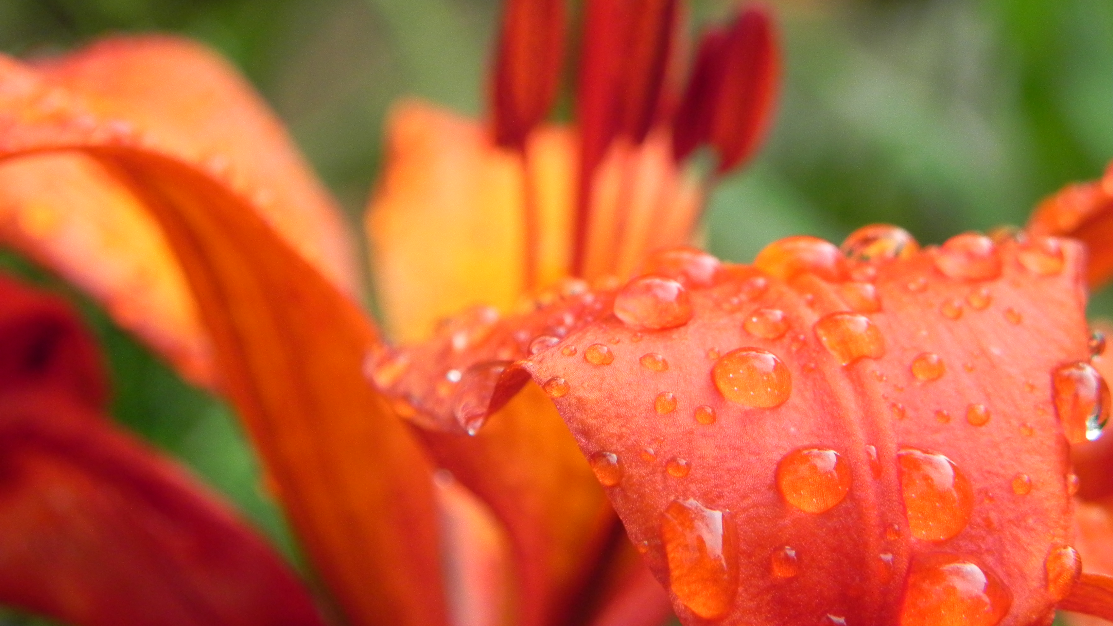 Handy-Wallpaper Blumen, Blume, Erde/natur kostenlos herunterladen.