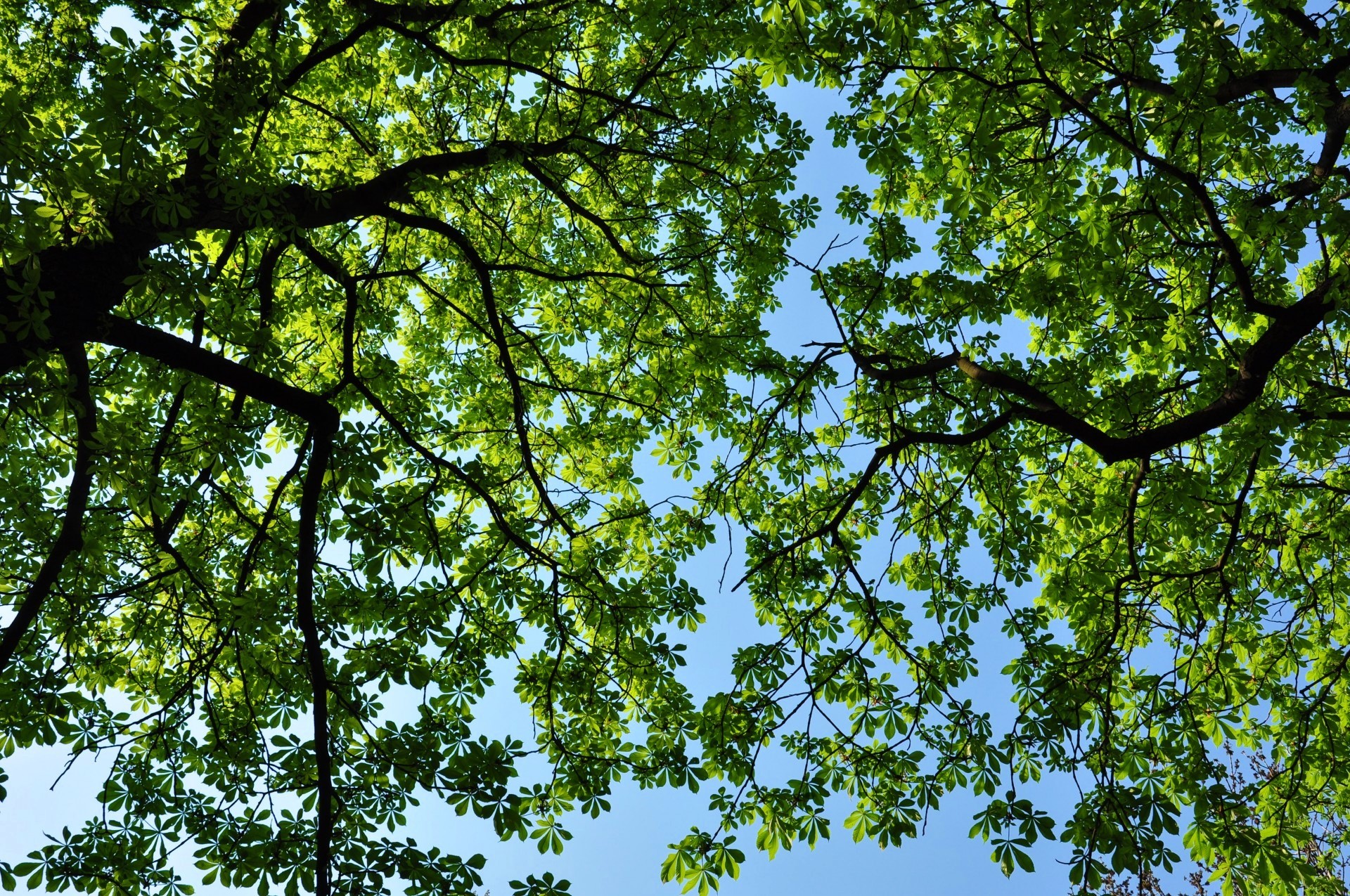 421309 télécharger l'image terre/nature, arbre, canopée, vert, des arbres - fonds d'écran et économiseurs d'écran gratuits