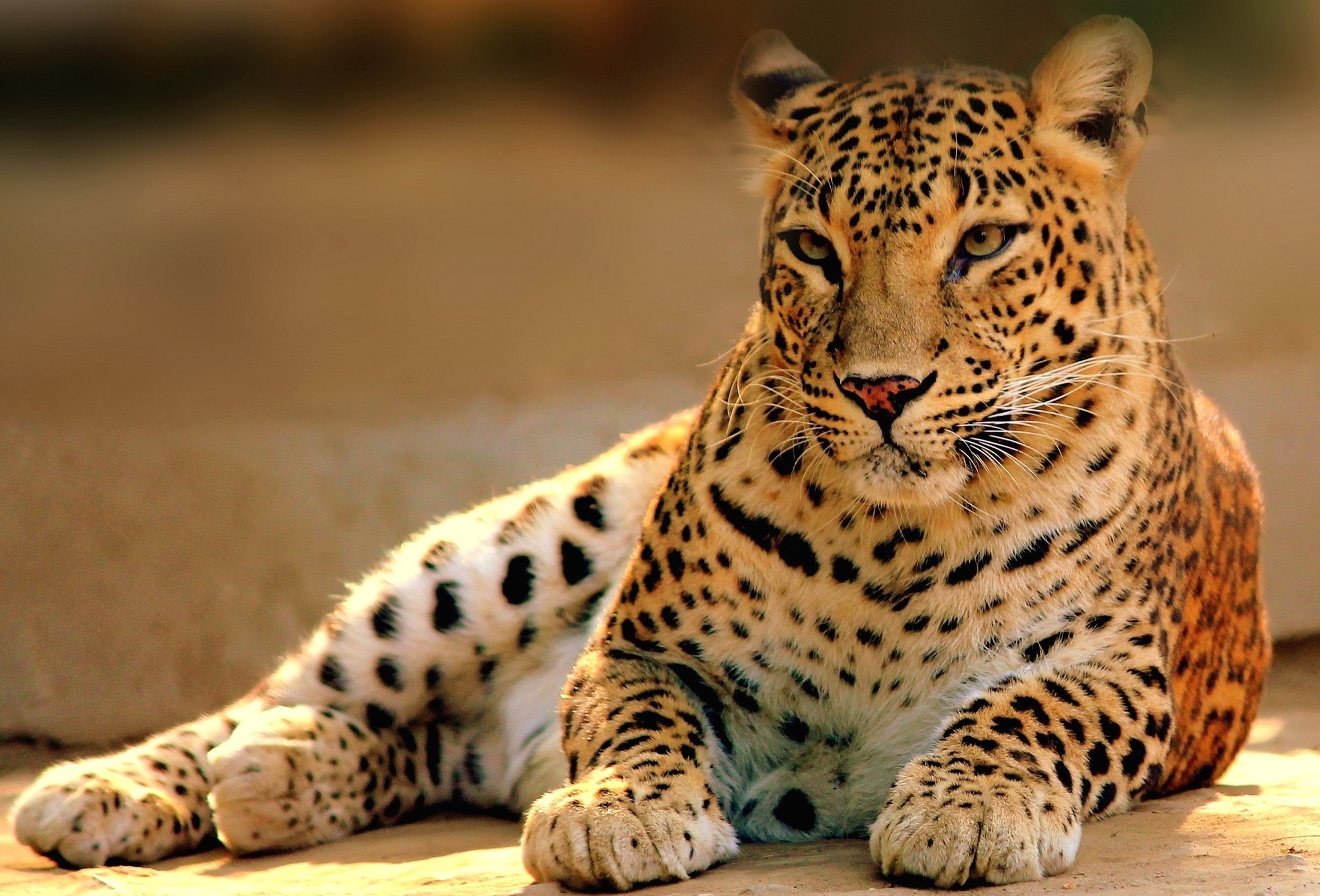 Завантажити шпалери безкоштовно Леопард, Коти, Тварина картинка на робочий стіл ПК