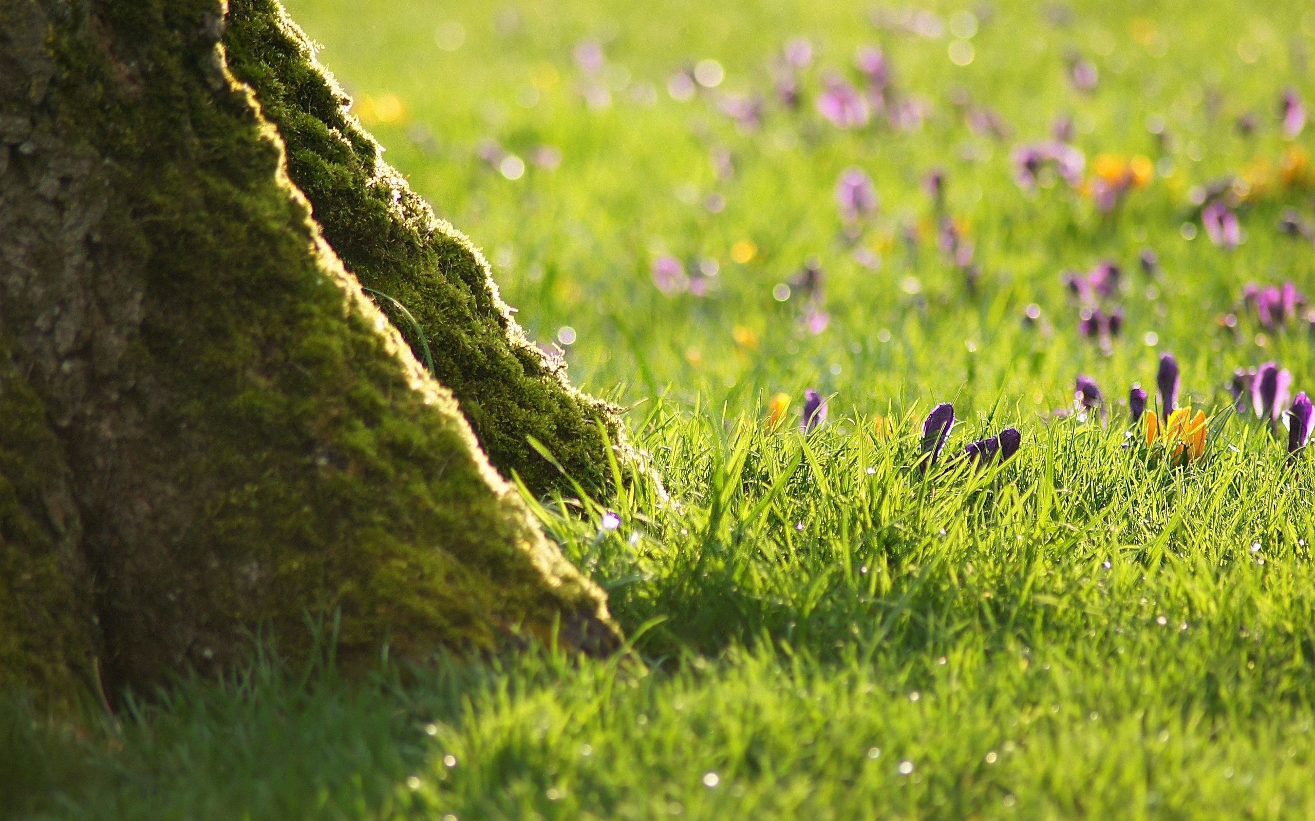 Free download wallpaper Grass, Tree, Moss, Nature, Flowers, Wood on your PC desktop