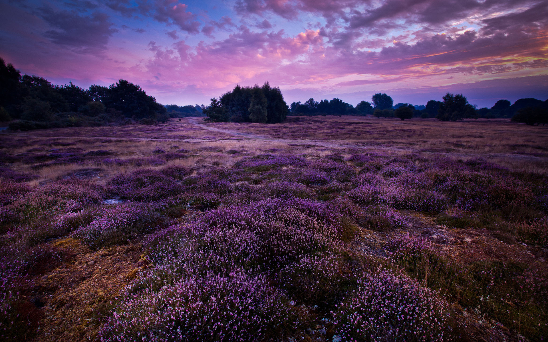 Download mobile wallpaper Landscape, Nature, Flower, Earth, Field, Cloud, Purple Flower for free.