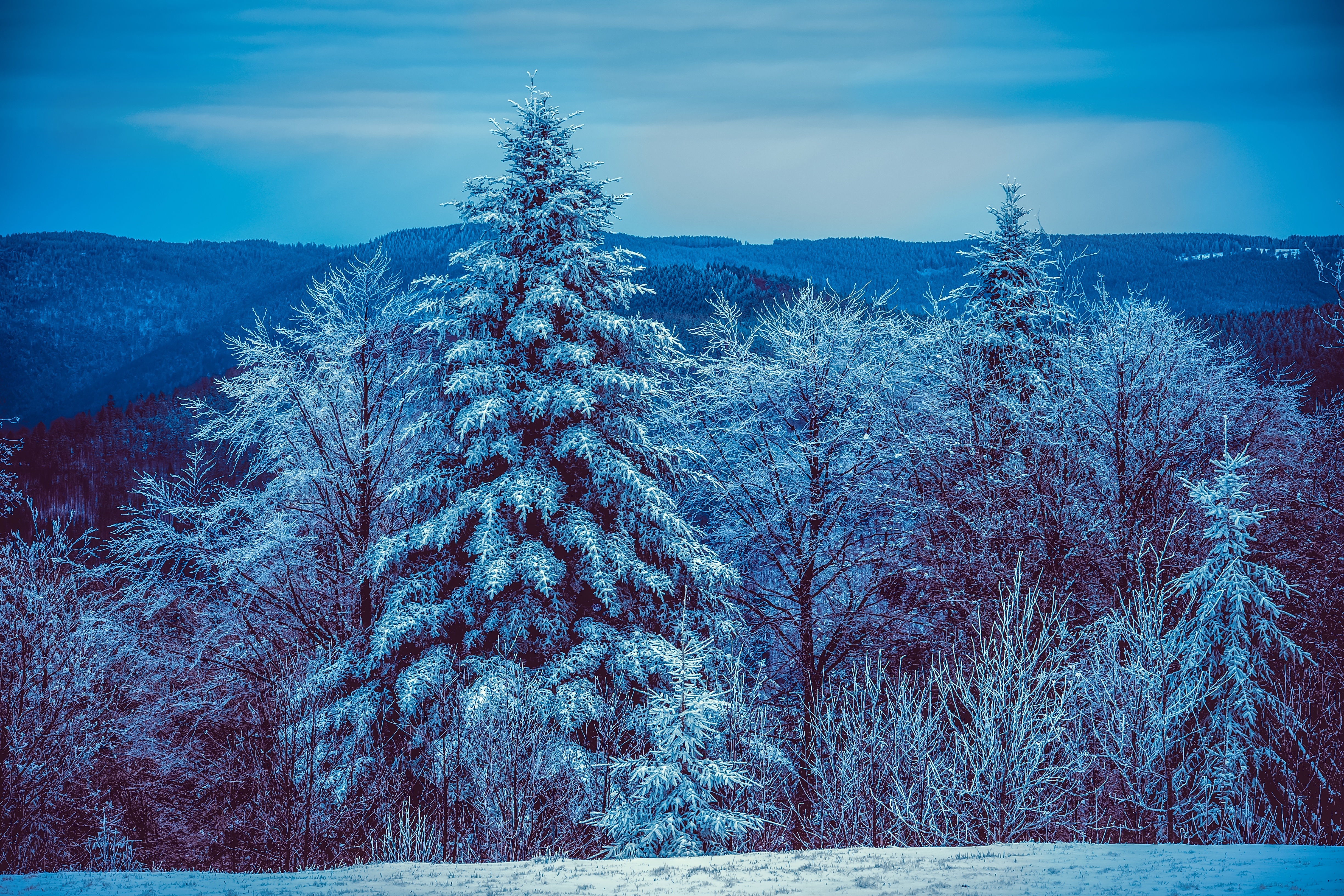 75806 скачать картинку заснеженный, зима, природа, деревья, снег, лес - обои и заставки бесплатно