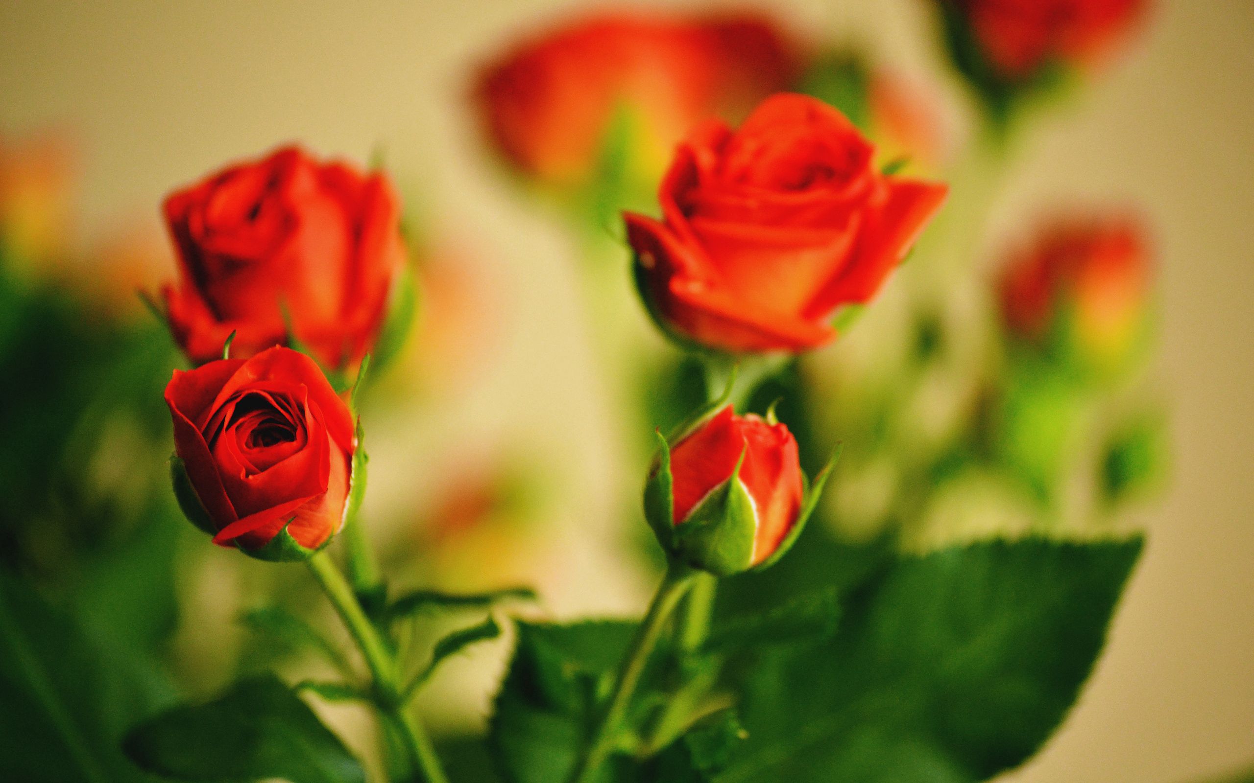 Download mobile wallpaper Bouquet, Flowers, Smooth, Close Up, Blur, Roses for free.