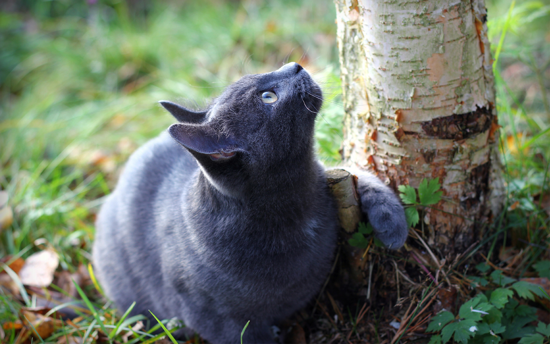 無料モバイル壁紙動物, ネコ, 猫をダウンロードします。