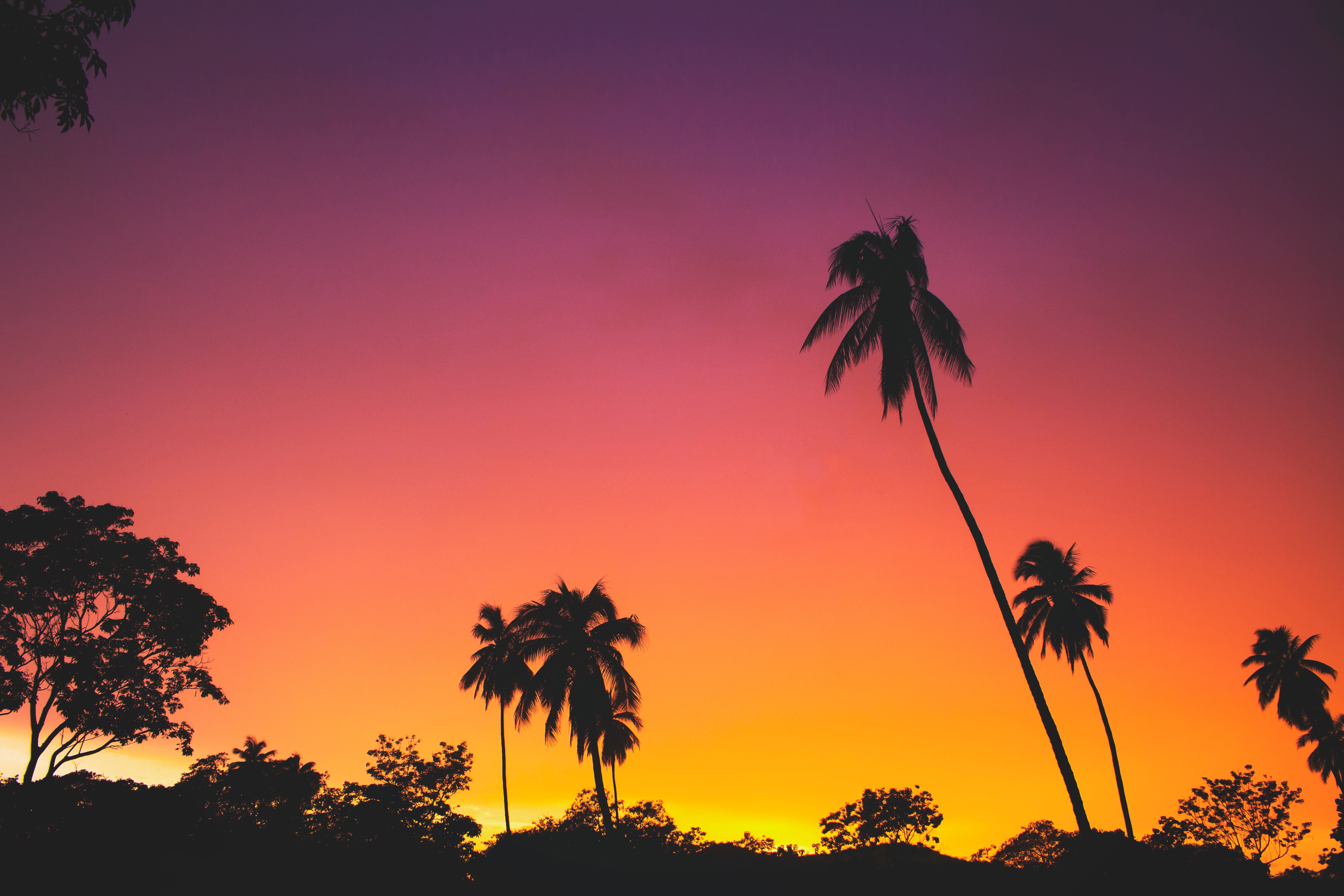 Free download wallpaper Sky, Nature, Sunset, Palms, Tropics, Silhouettes on your PC desktop
