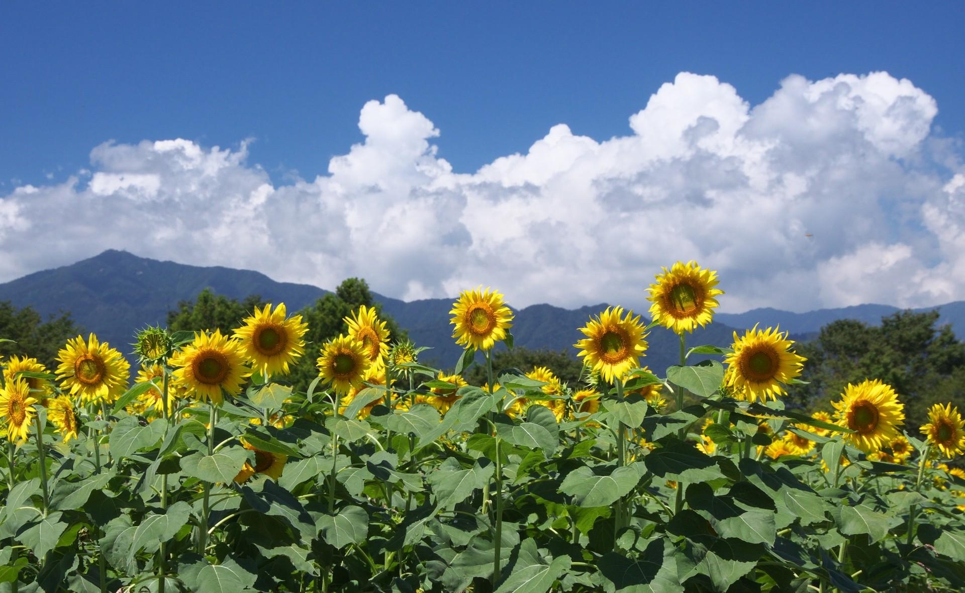 Laden Sie das Sky, Horizont, Blumen, Clouds, Feld, Sonnenblumen-Bild kostenlos auf Ihren PC-Desktop herunter