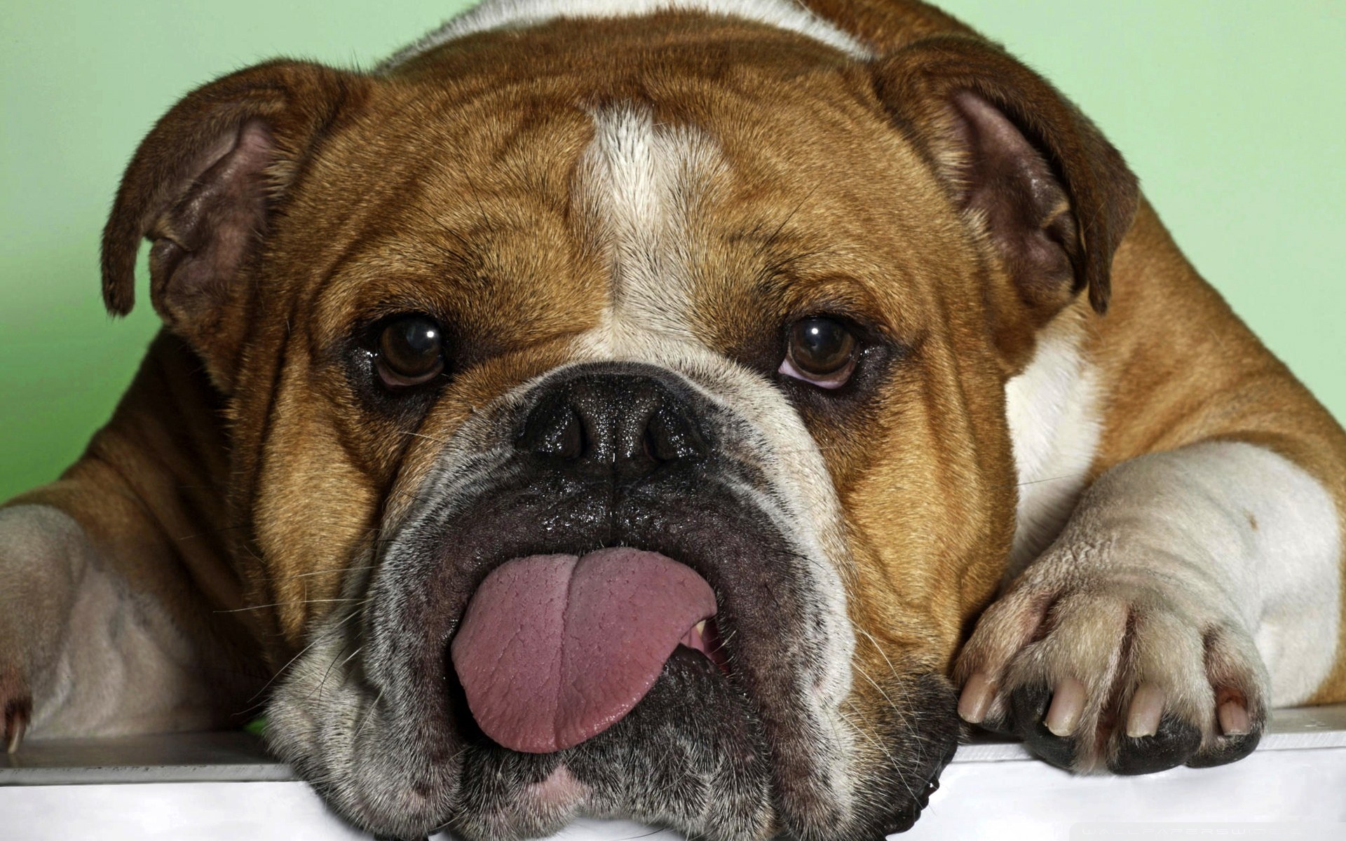 Download mobile wallpaper Bulldog, Dogs, Animal for free.