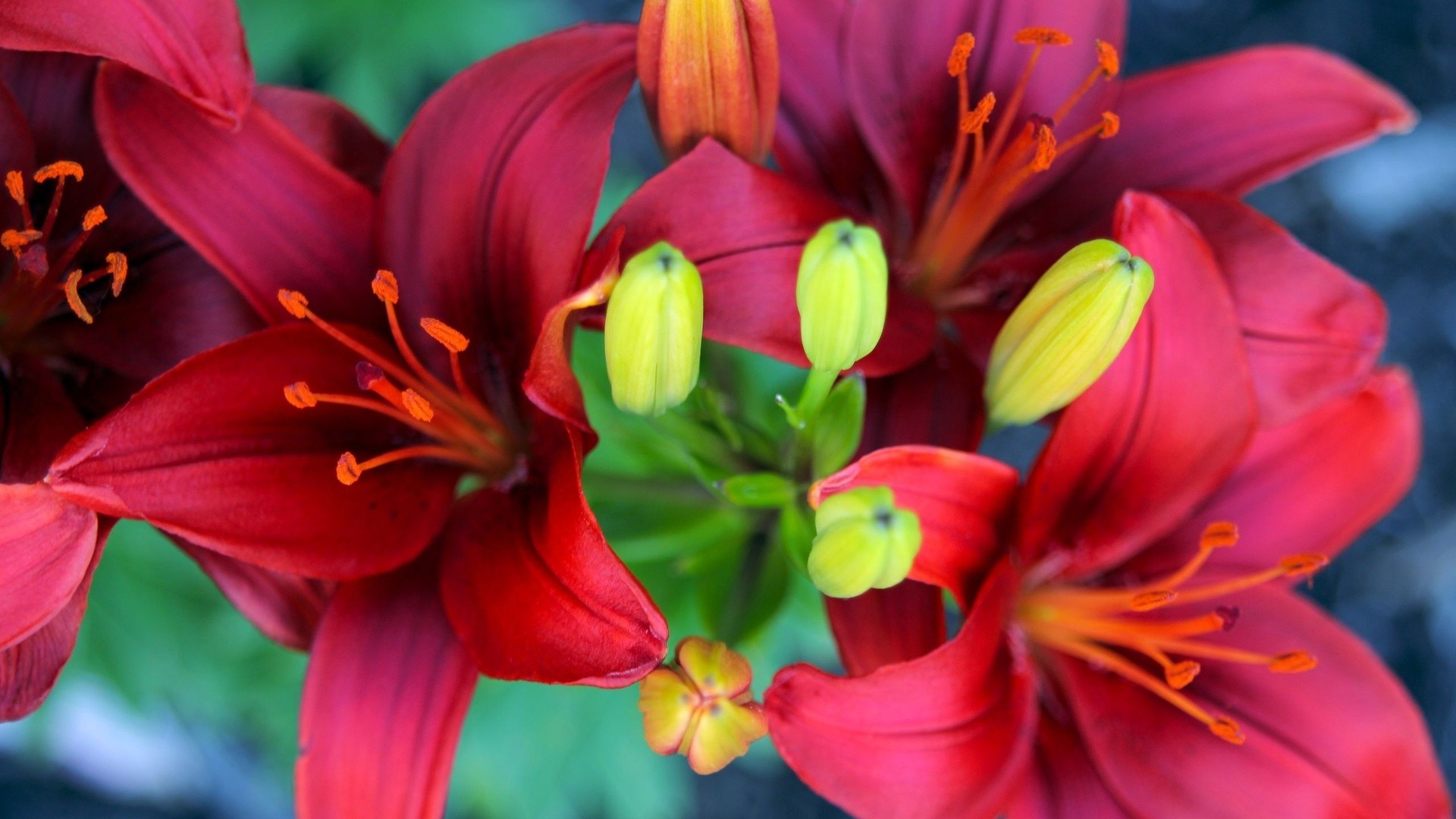 Descarga gratis la imagen Flor, Lirio, Flor Roja, Tierra/naturaleza en el escritorio de tu PC