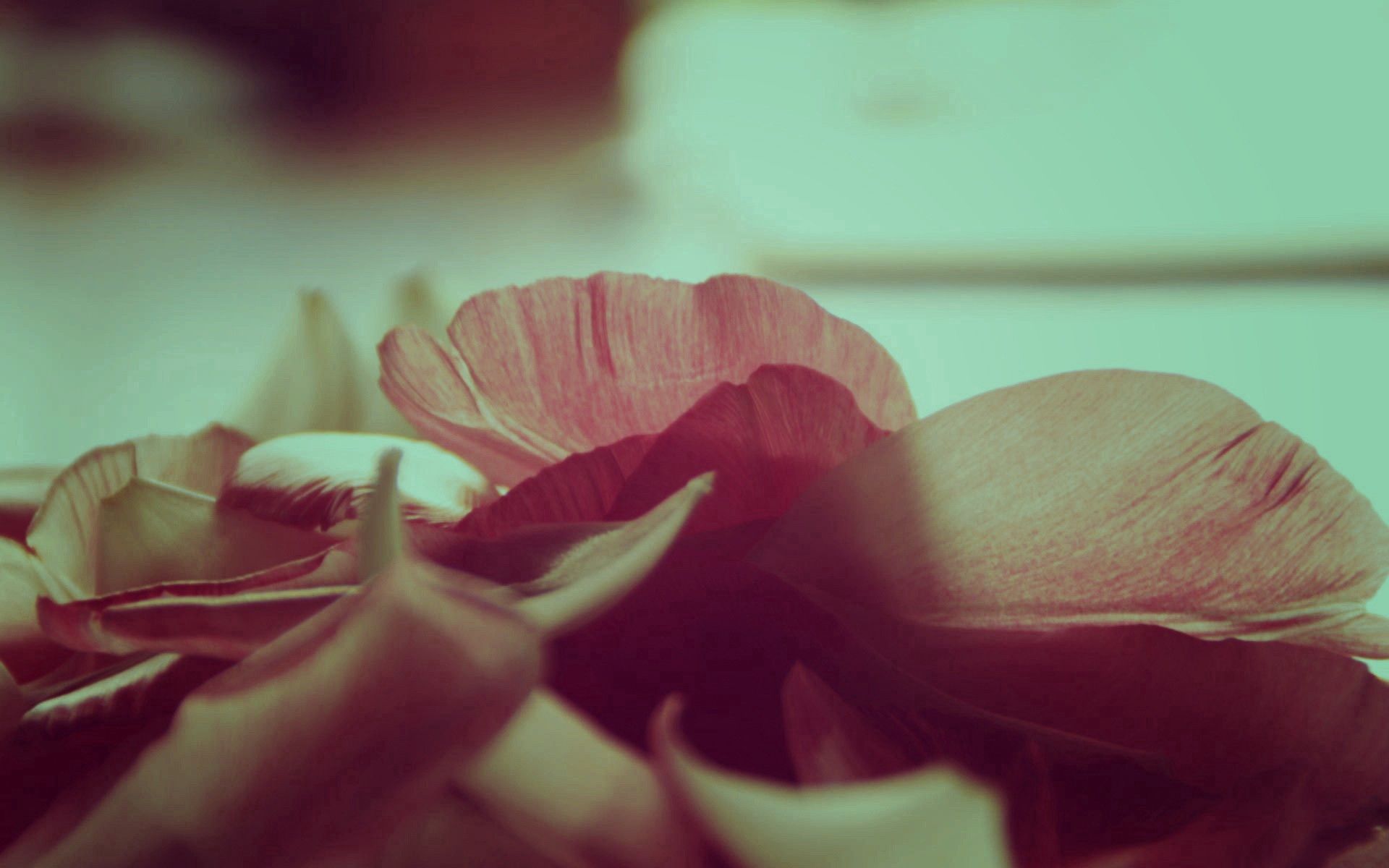 flower, macro, petals, macro photography