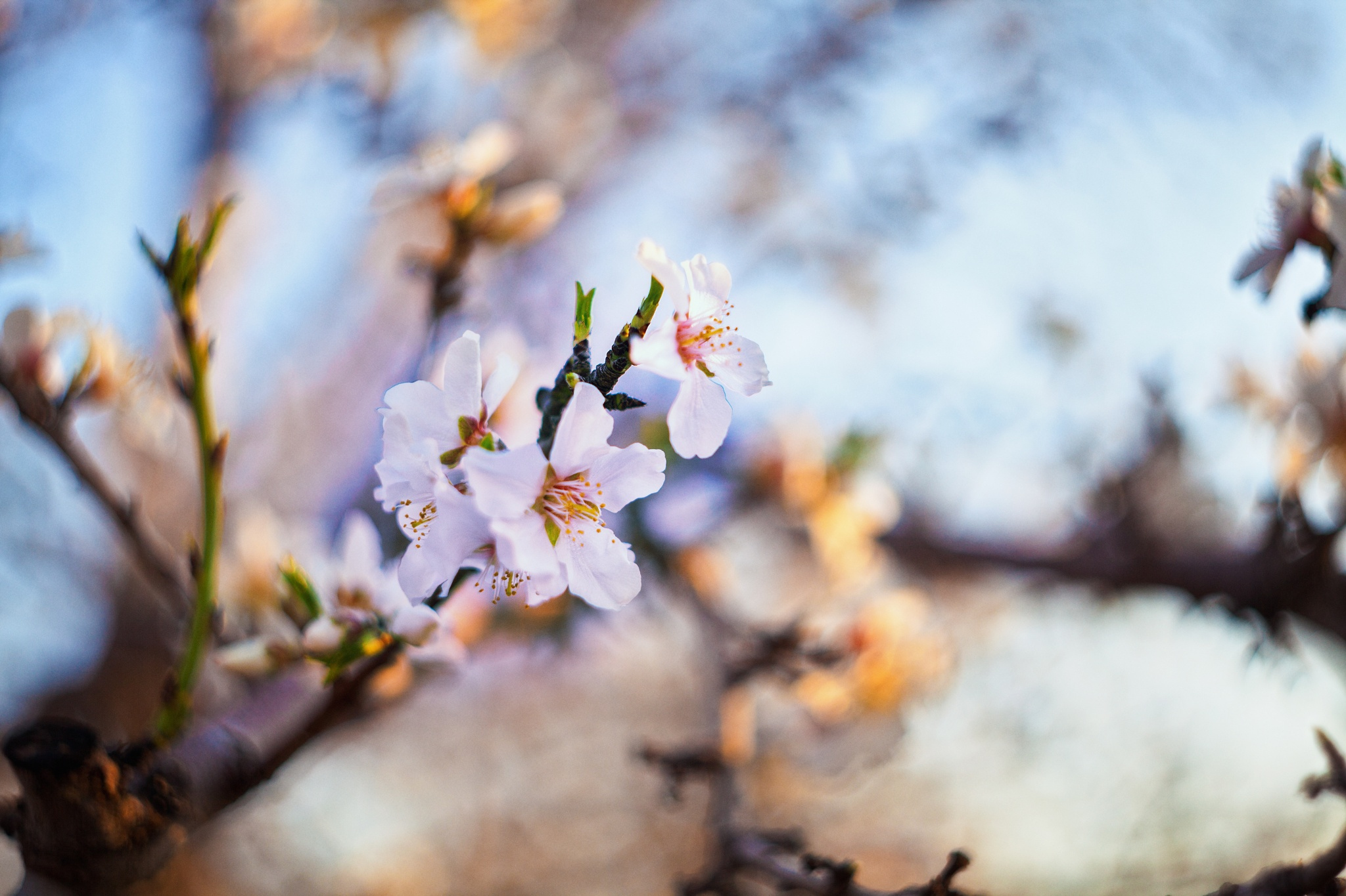 Descarga gratuita de fondo de pantalla para móvil de Naturaleza, Flores, Florecer, Rama, Bokeh, Tierra/naturaleza.