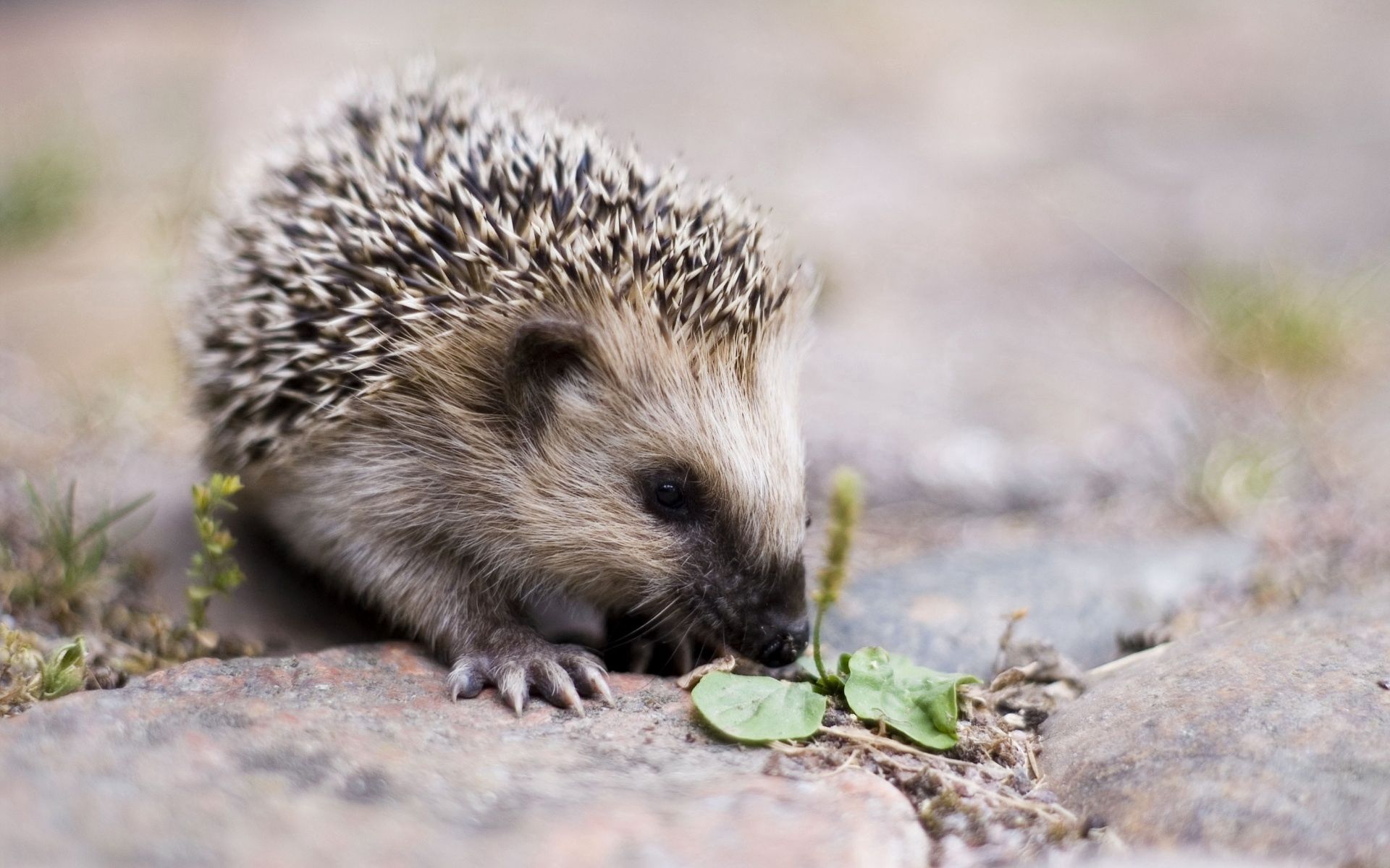 animals, nice, sweetheart, barbed, spiny, hedgehog, spout