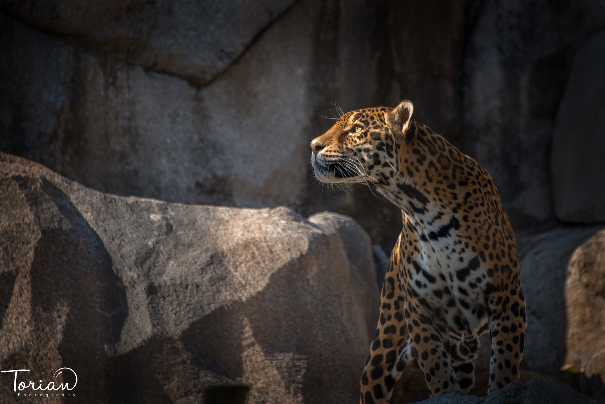 Images & Pictures  Jaguar