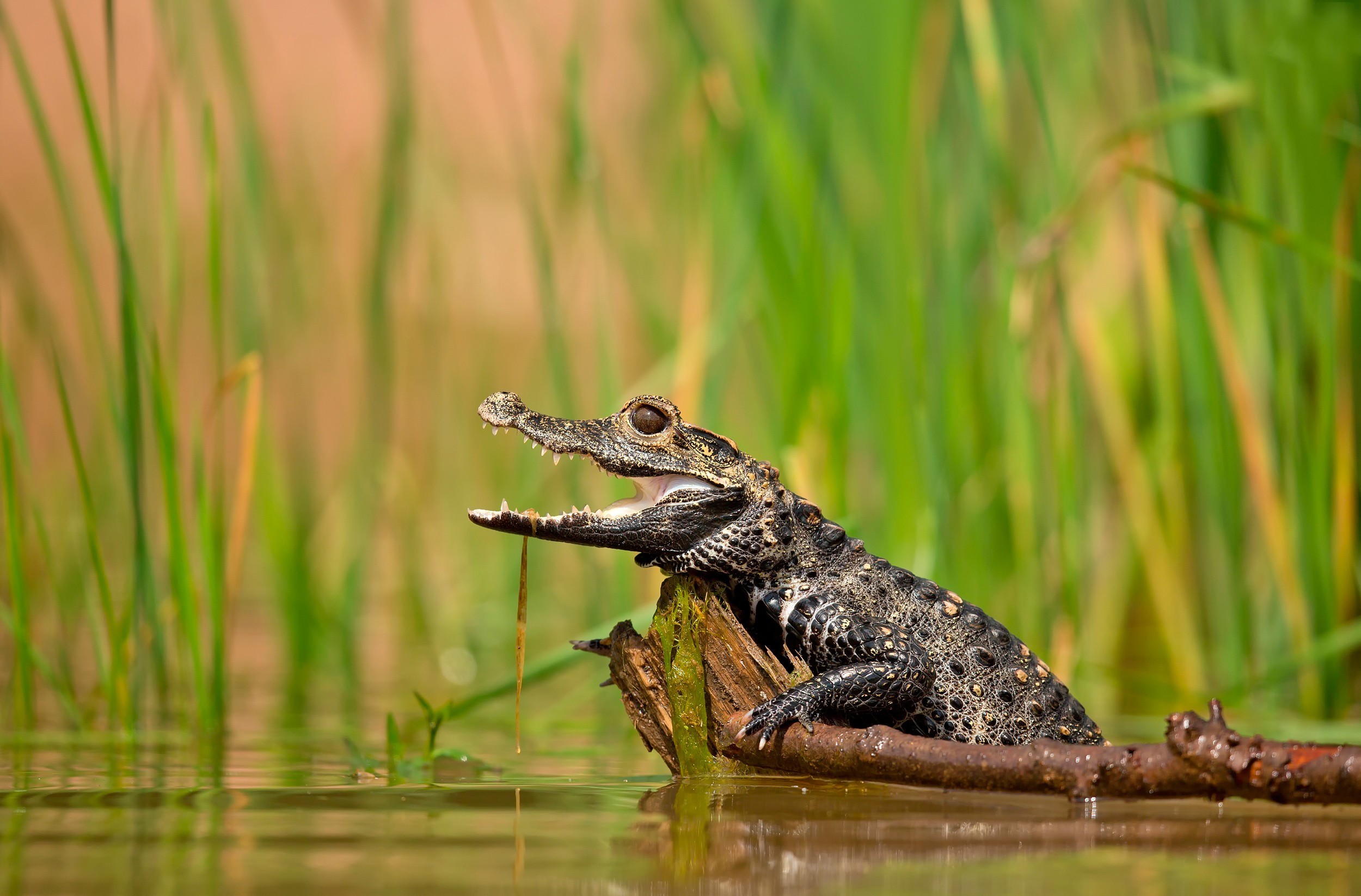 346556 скачать картинку крокодил, животные, пресмыкающееся, рептилии - обои и заставки бесплатно