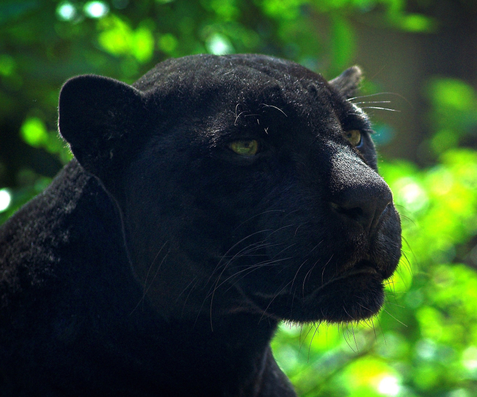 Handy-Wallpaper Tiere, Katzen, Schwarzer Panther kostenlos herunterladen.