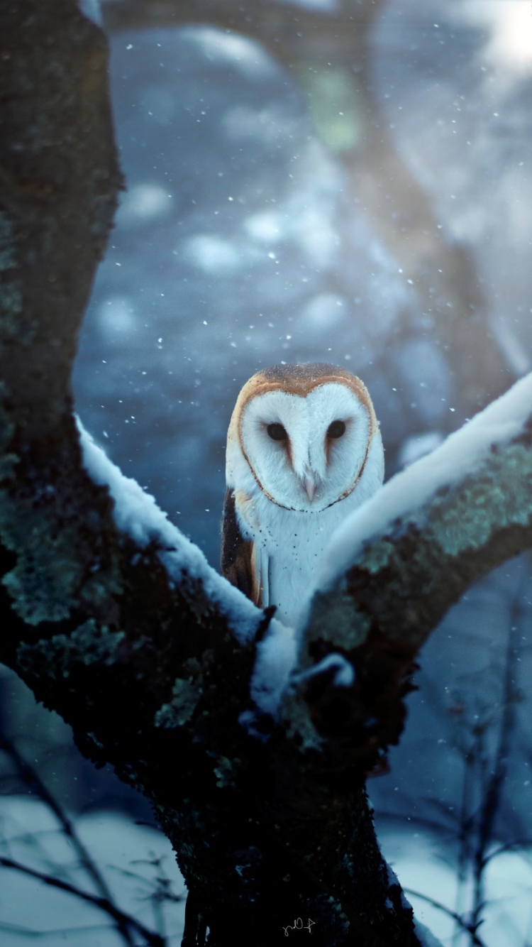 Download mobile wallpaper Winter, Birds, Bird, Animal, Barn Owl for free.