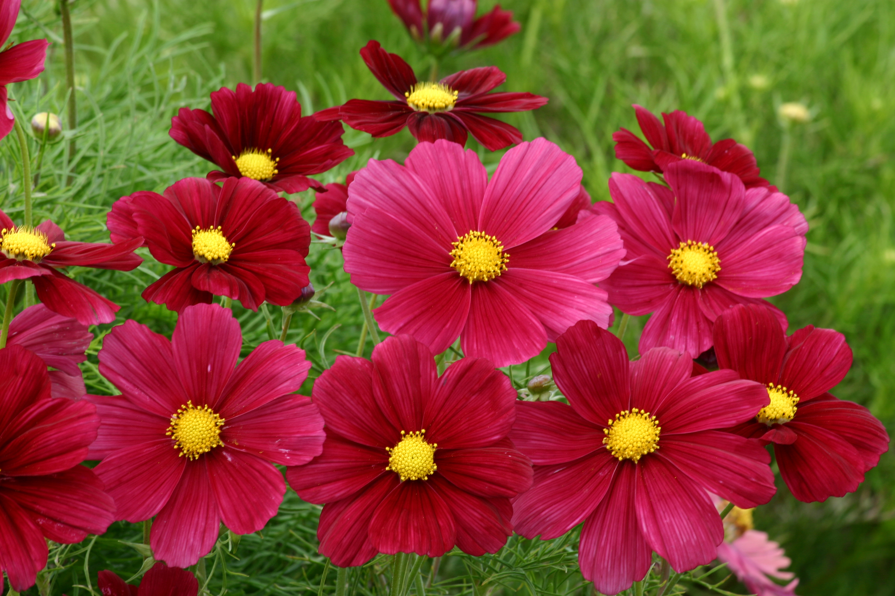 Free download wallpaper Flowers, Flower, Earth, Cosmos, Red Flower on your PC desktop