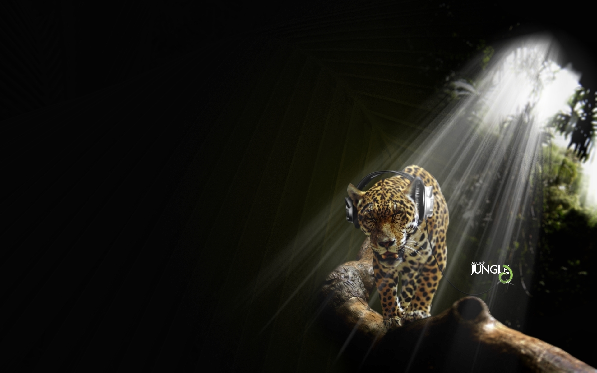 Free download wallpaper Animals, Leopards, Music, Funny on your PC desktop