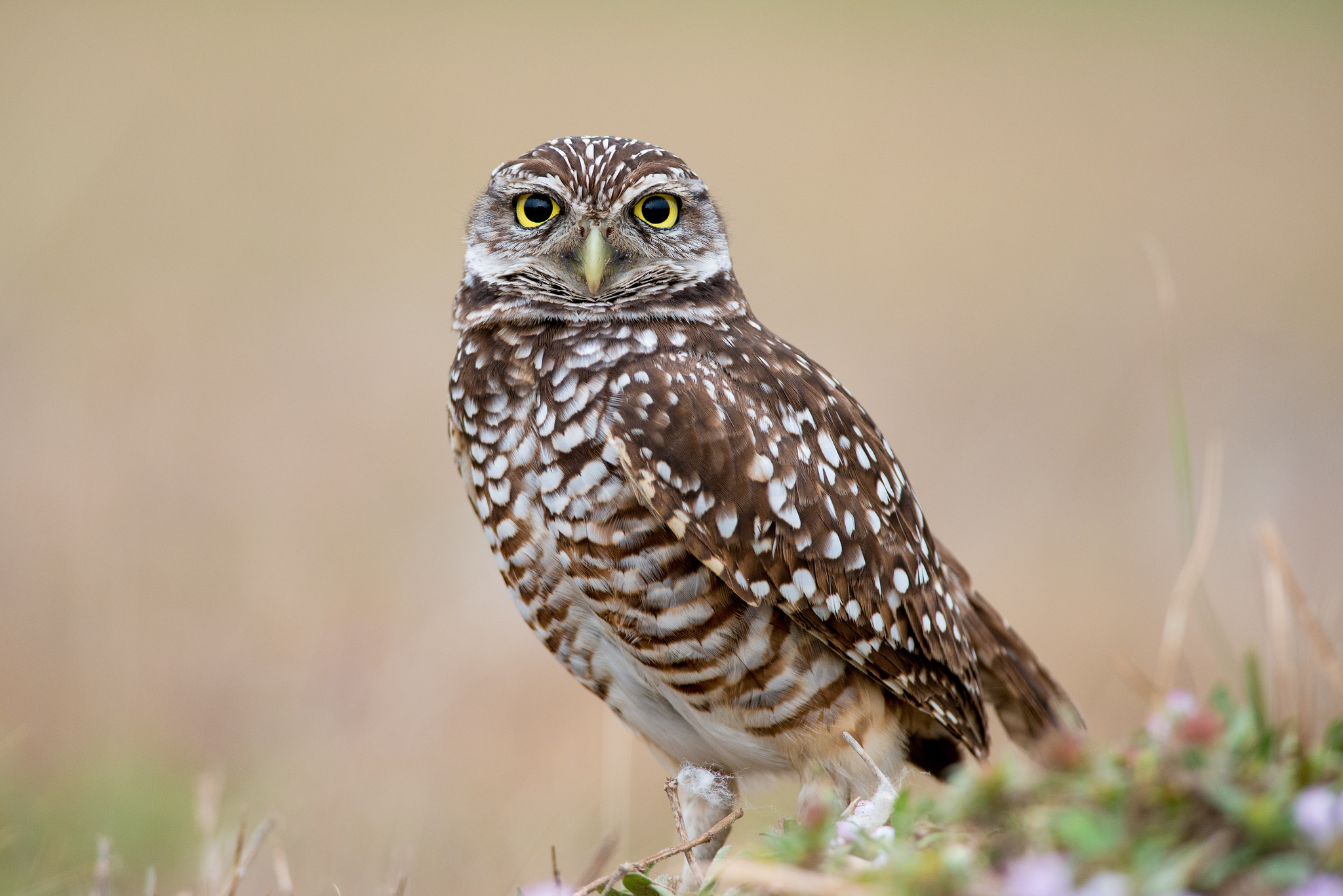 Baixe gratuitamente a imagem Animais, Aves, Coruja, Pássaro na área de trabalho do seu PC