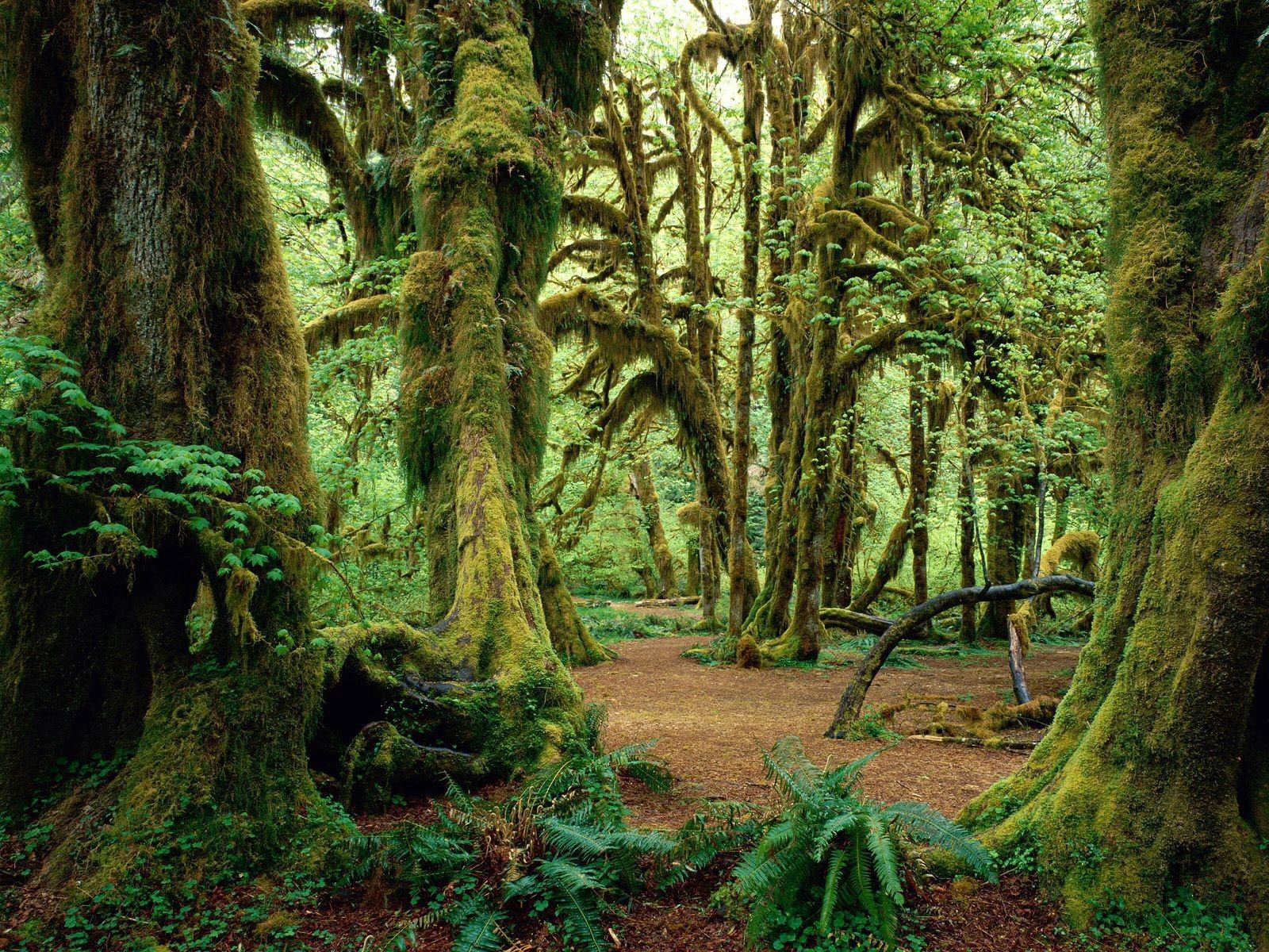 Laden Sie das Bäume, Farn, Moos, Moss, Natur-Bild kostenlos auf Ihren PC-Desktop herunter