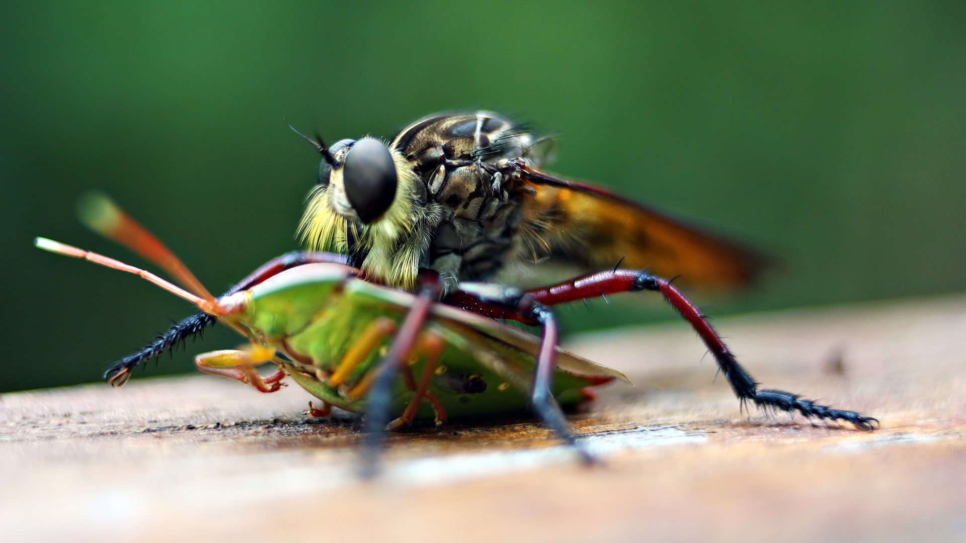 Free download wallpaper Insect, Animal on your PC desktop