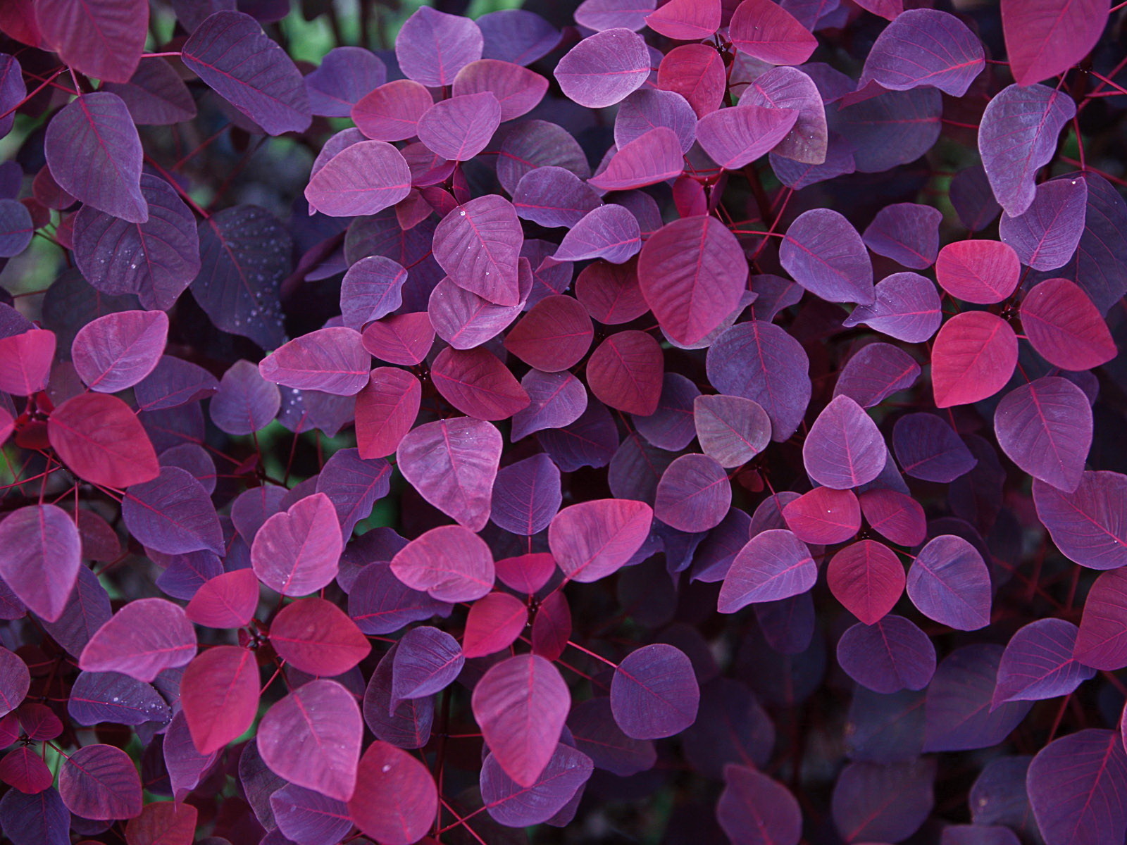 background, plants, animals, violet, leaves UHD